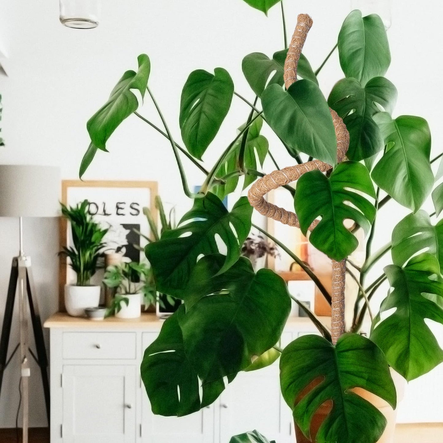 Mcbazel 63 Inch Moss Pole for Plants Monstera, Monstera Plant Support Stick, Bendable Moss Poles Plant Support Stick for Climbing Plants, Stick Support Stake Kit for Potted Plants, Pothos,Philodendron