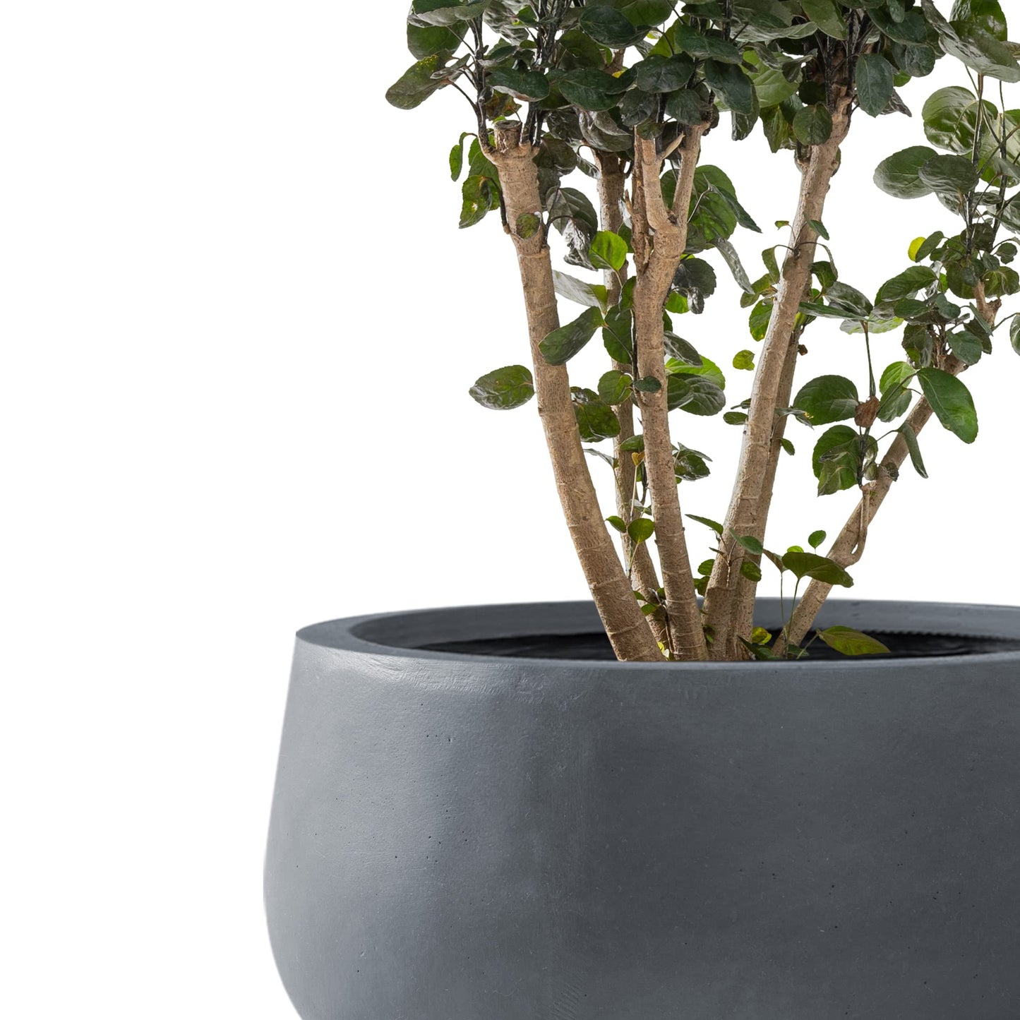 Kante 11.8" Dia Round Concrete Planter, Cement Plant Pots with Drainage Hole and Rubber Plug for Outdoor Indoor Garden Home, Modern Curvaceous Design, Dark Gray