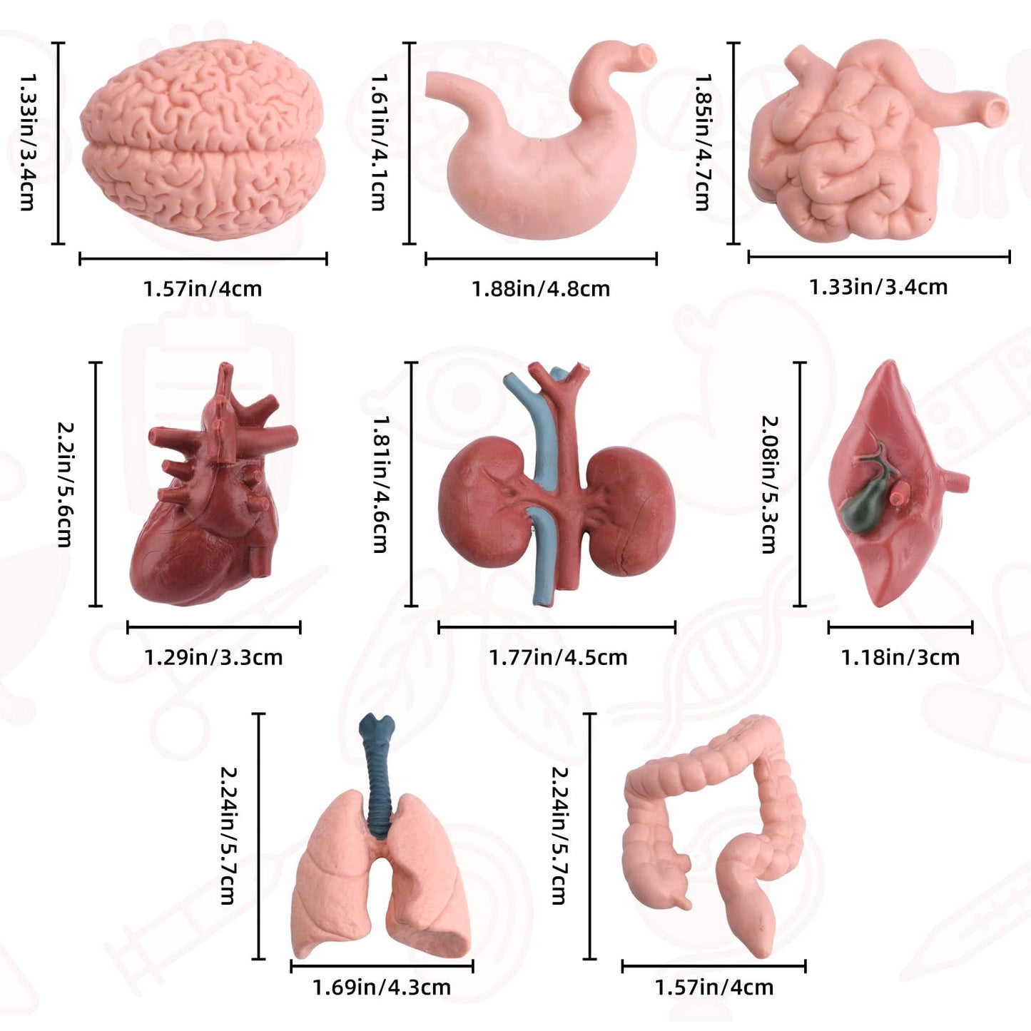 16PCS Mini Human Body Model,Miniatures Body Parts Anatomy Sets,3D Model Study Tools Kit for Anatomy Physiology Study Tools for Learning(2pcs per Model)