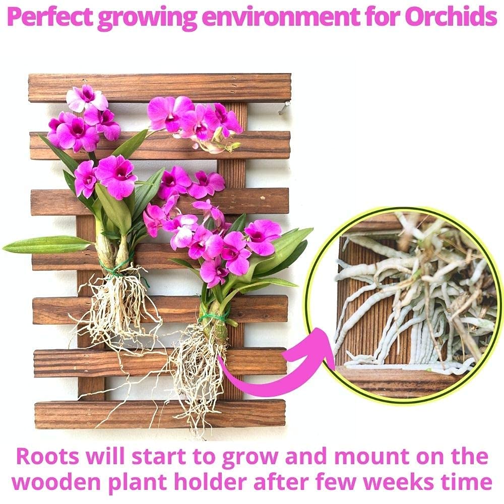 ShopLaLa Wall Planter – Wooden Air Plant Succulent Holder Hanger Indoor Outdoor, Live Orchid Wall Wood Display Frame Vertical Garden Balcony Deck Bathroom Macetas para Plantas De Aire 15.7" (40cm)