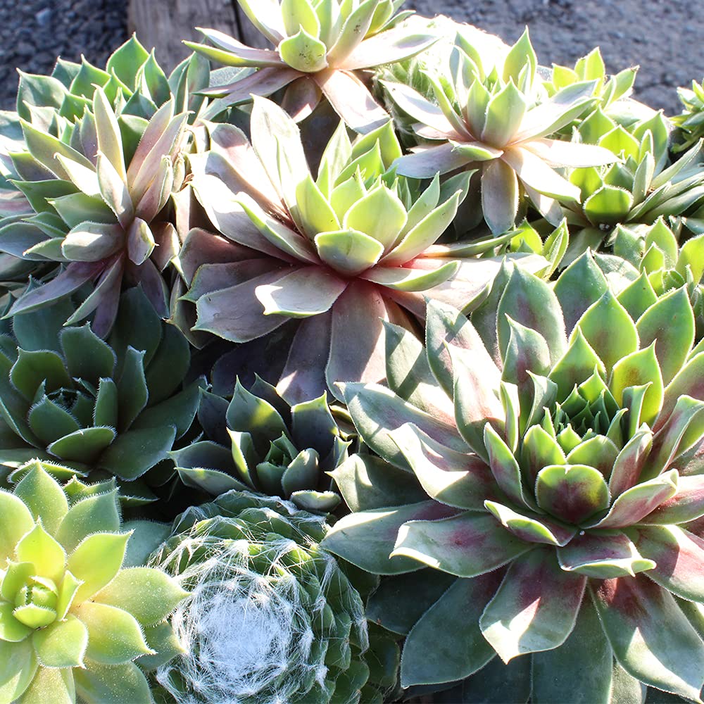Live Sempervivum Hens and Chicks Succulent Bowl with Mini Plants, Decorative Ceramic Planter by Plants for Pets