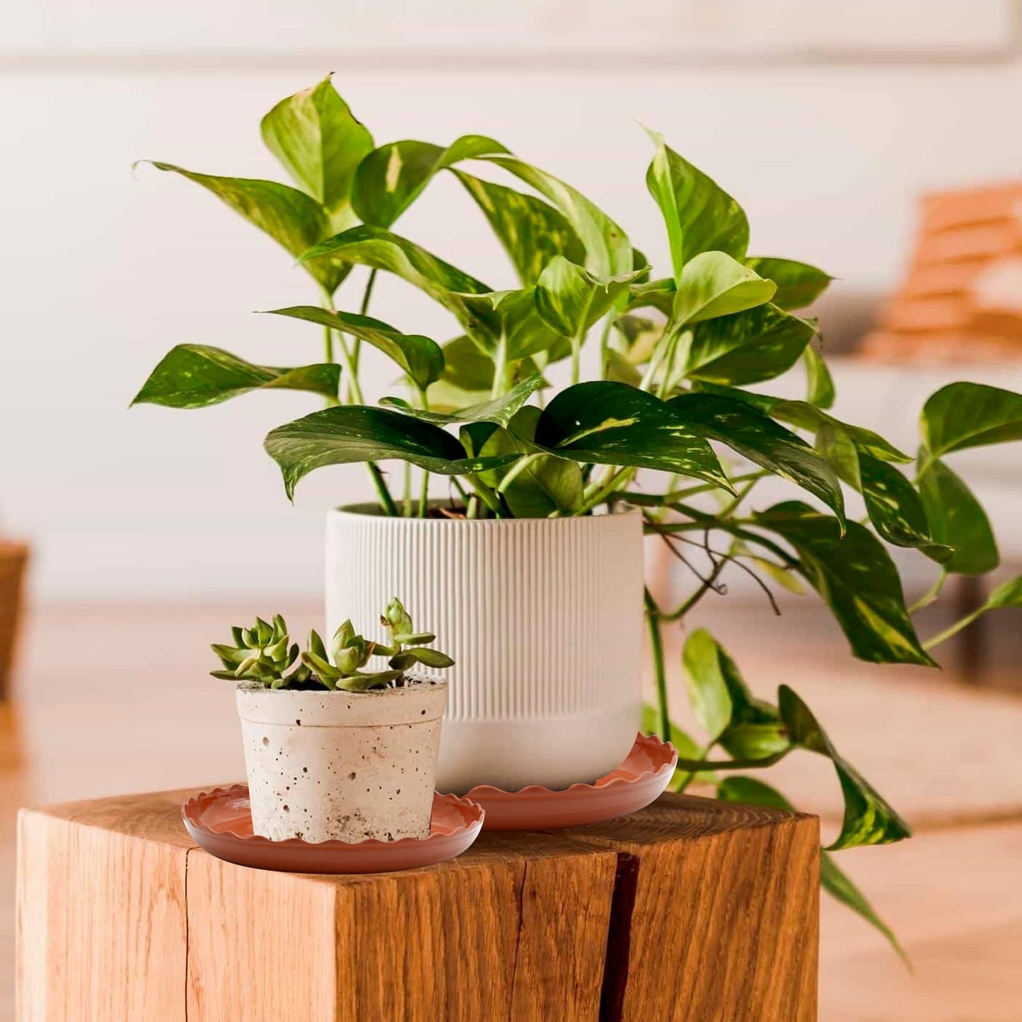 Aynaxcol 12 Pack White Plant Trays 3 Sizes Plastic Round Wave Plant Saucer Flower Plant Pot Saucer Terracotta Drip Trays for Indoor Outdoor Flower Pots and Planters, with 20pcs Green Plant Labels