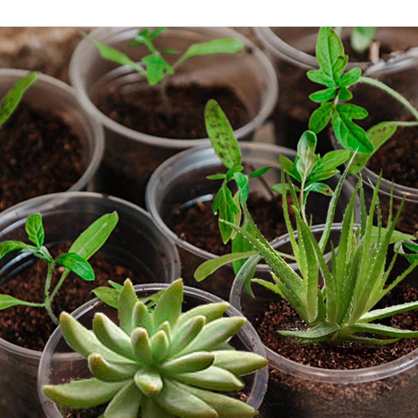 OUPSAUI 20 Pack 7 Inch Clear Nursery Pots for Plants, Clear Plant Pots with Drainage Holes, Flexible Plastic Nursery Pots Variety Pack, Seedling Planter Seed Starter Pots(7 INCH)