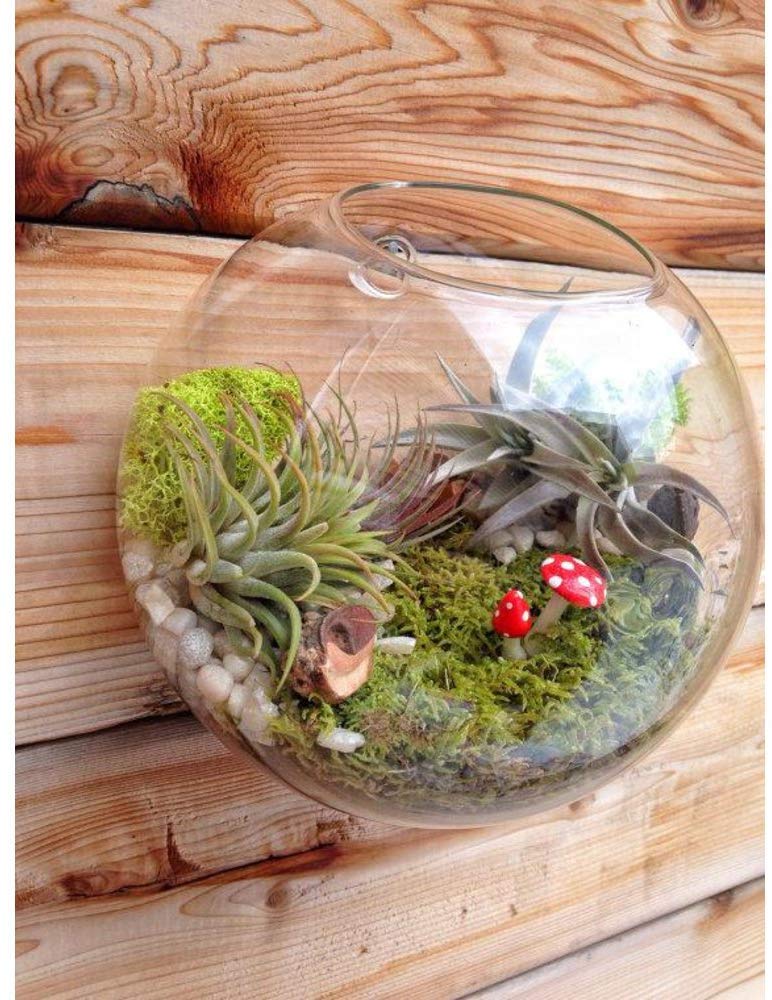 Ecosides Set of 3 Wall Hanging Planter Wall Hanging Bubble Glass Terrarium Wall Mount Vase for Indoor Planter Air Plant Glass Terrarium Flower Vase Wall Bowl(Oblique Opening)