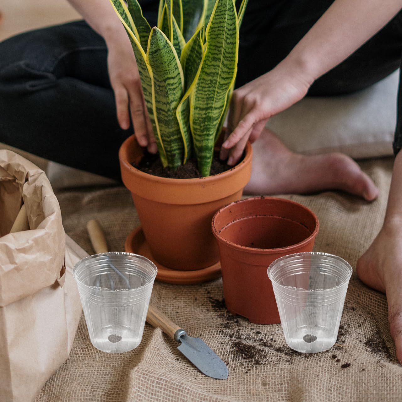 KALLORY 50Pcs Clear Plastic Nursery Pots with Drainage 3.14 Inch Transparent Seedling Cups for Succulents Orchids and Small Plants Indoor Outdoor Garden Use