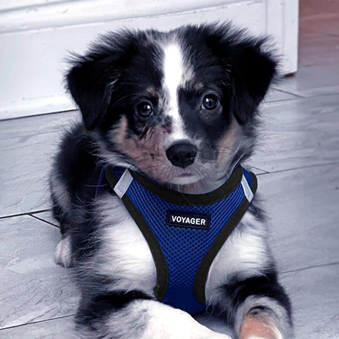 Best Pet Supplies Voyager Step-in Air All Weather Mesh Harness and Reflective Dog 5ft Leash Combo with Neoprene Handle, for Small, Medium and Large Breed Puppies - Royal Blue/Black Trim, Small