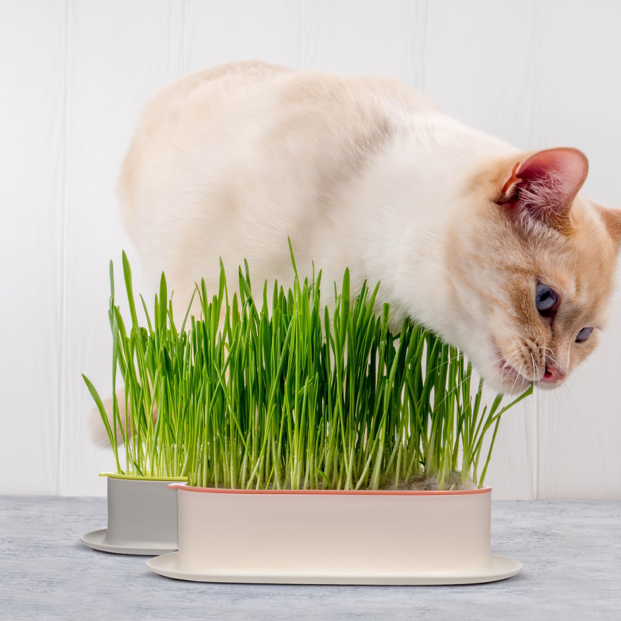 Ipetboom Cat Grass Planters Indoor Hydroponic Soilless Growing Box with Large Water Reservoir Practical Cat Grass Pot for Easy Home Cultivation 7.44X4.84X1.77In