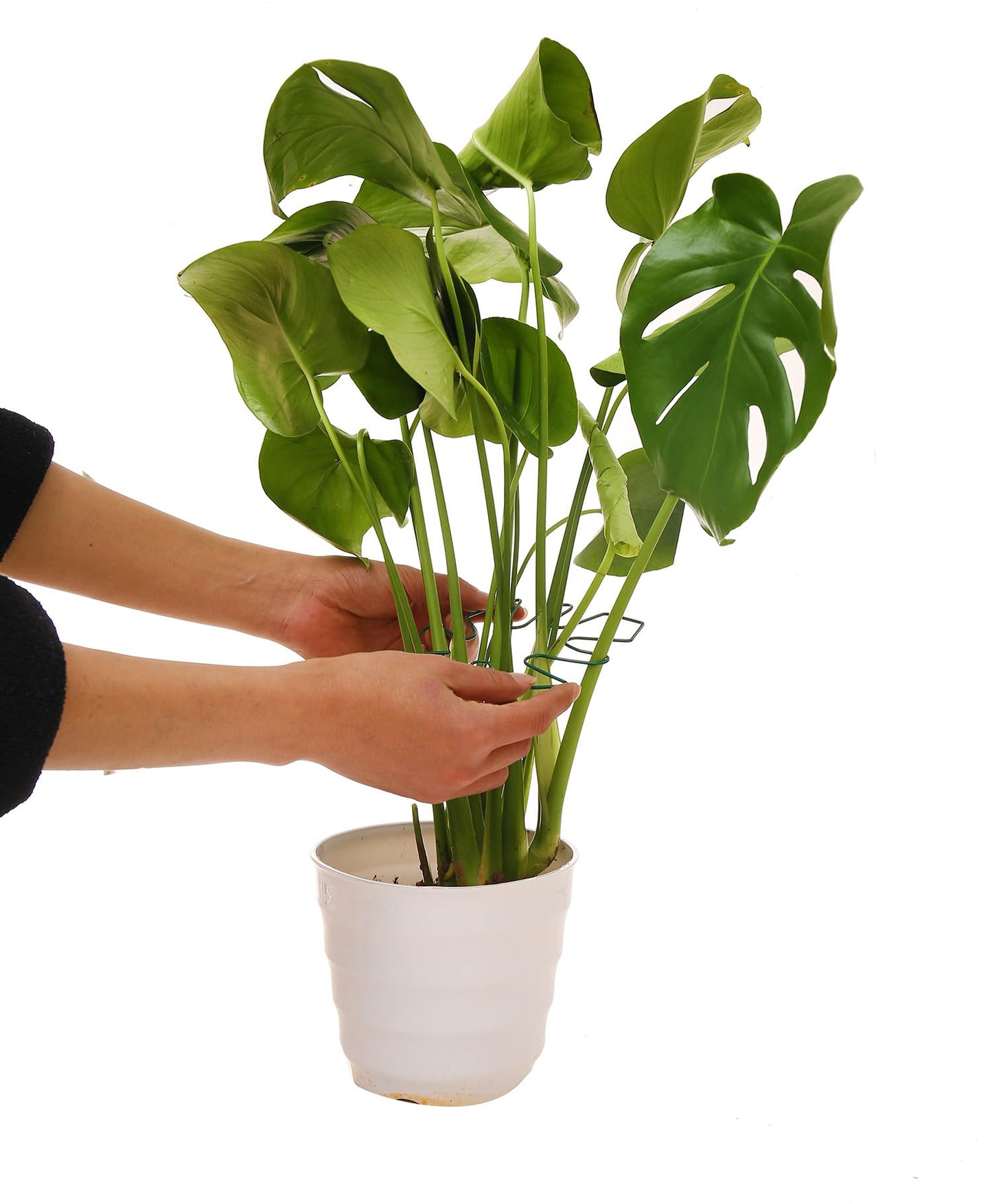 Spiritlele 5 Pcs Green Plant Stem Support Holder Set Monstera Plant Support Clamp Growth Accessories for Indoor Plants Small