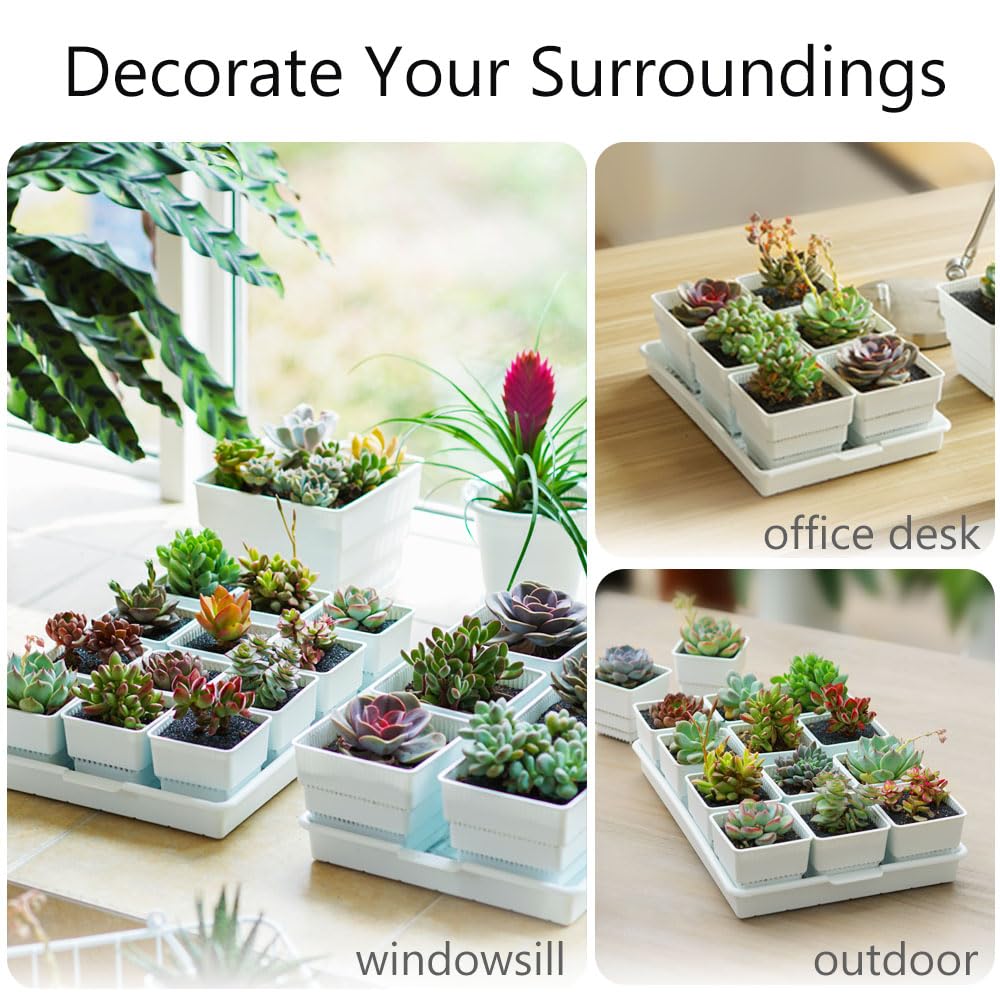 Meshpot Succulent Pots, 12Pcs 2.8 Inch Planters with 14 x 9.4 Inch Tray, Plastic Cactus Pot with Drainage, Square Seedlings Pot Match Long Rectangular Tray