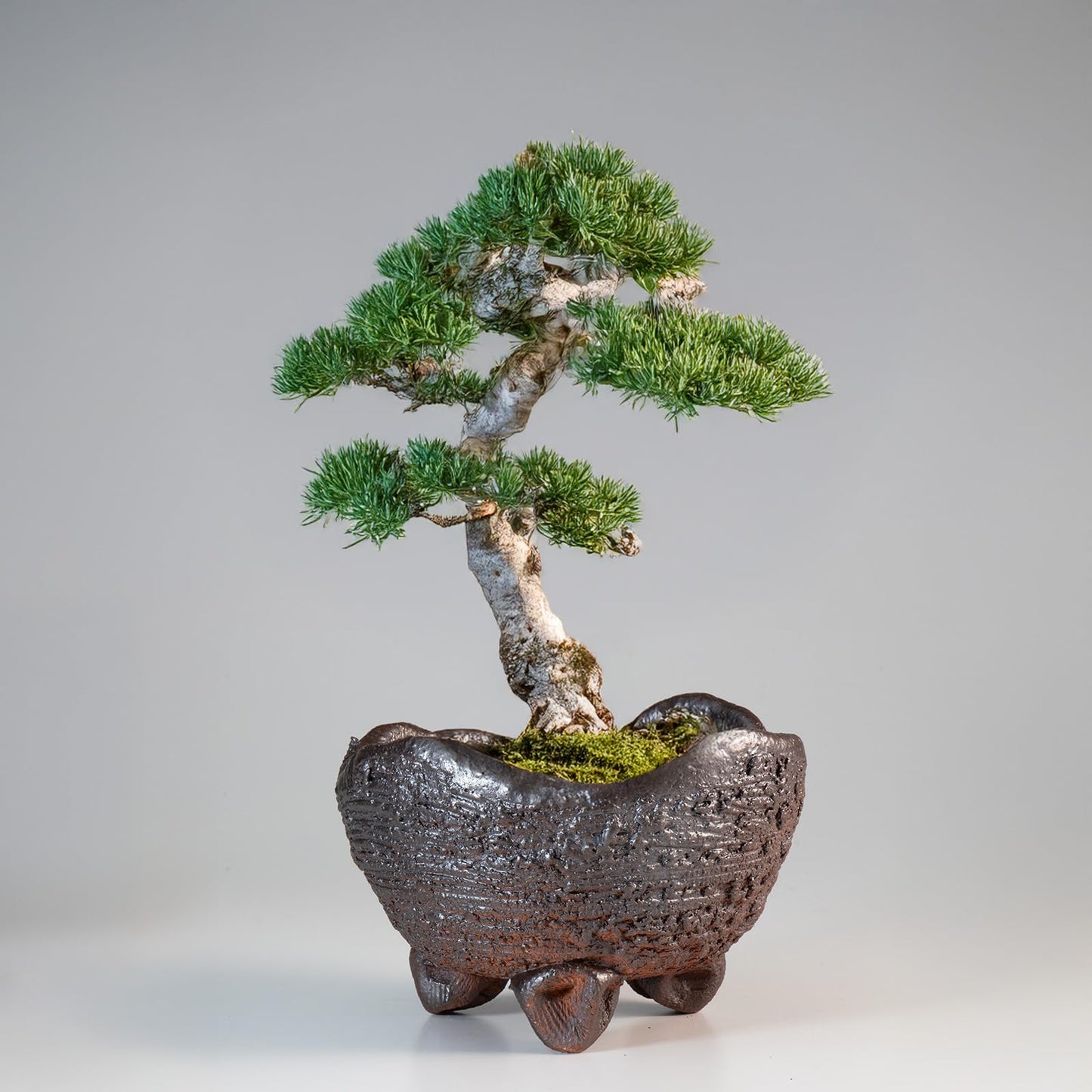 Wazakura Shigaraki Series Japanese Handmade Rustic Crescent Shape Bonsai Pot 6.3 in (160 mm), Made in Japan Ceramic Garden Planter, Decorative Flower Vase, Unglazed Houseplant Bowl - Brown/Grey