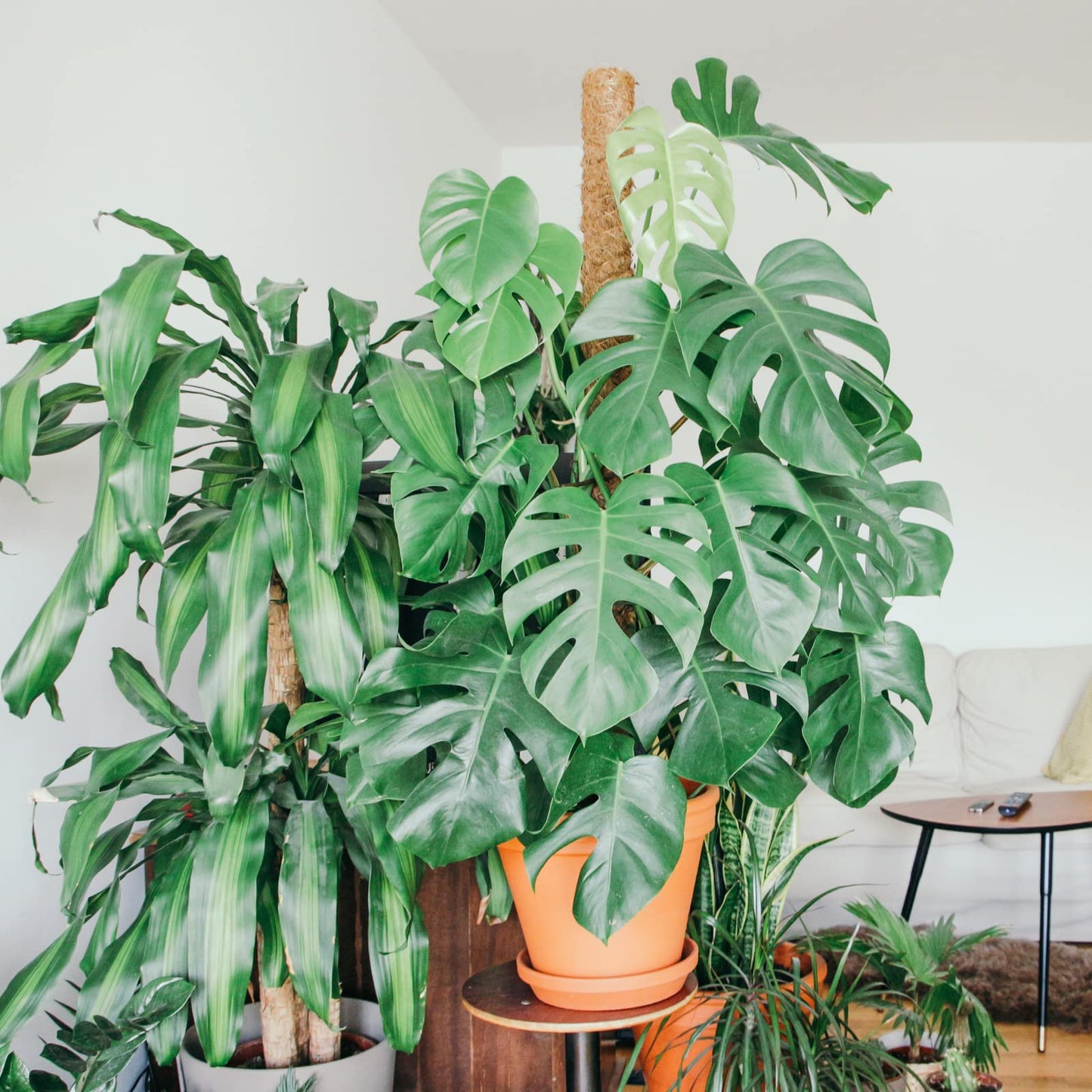 【4 Pack】 JJGoo Moss Pole, 17 inch Coco Coir Totem Poles Extending to 53 Inches, Plant Support Stick Plant Poles for Indoor Plants Climbing Plants Monstera, Sphagnum, Pothos