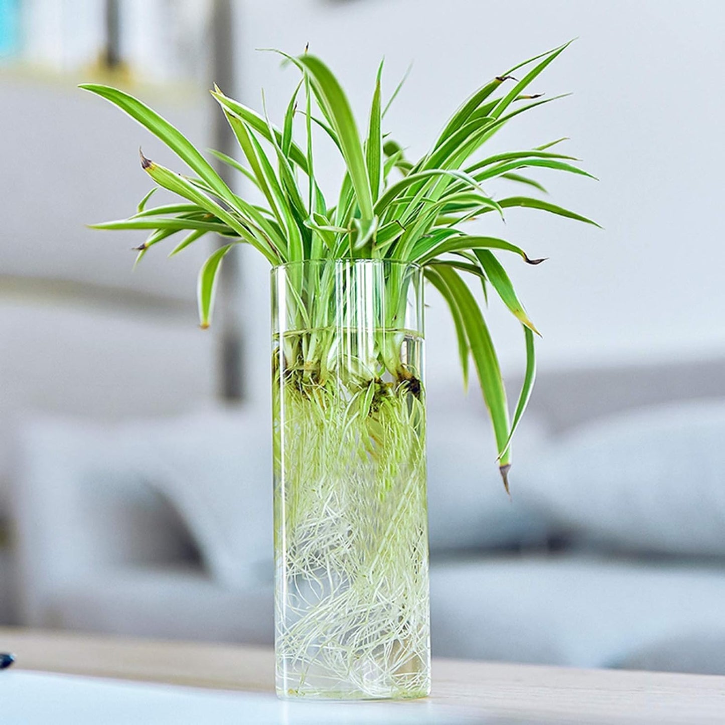 Fasmov 6 Pack Wall Hanging Glass Planters, Terrarium Holders for Air Plants, Succulents, Flowers - Square, Clear Vase Containers for Plant Display and Decoration