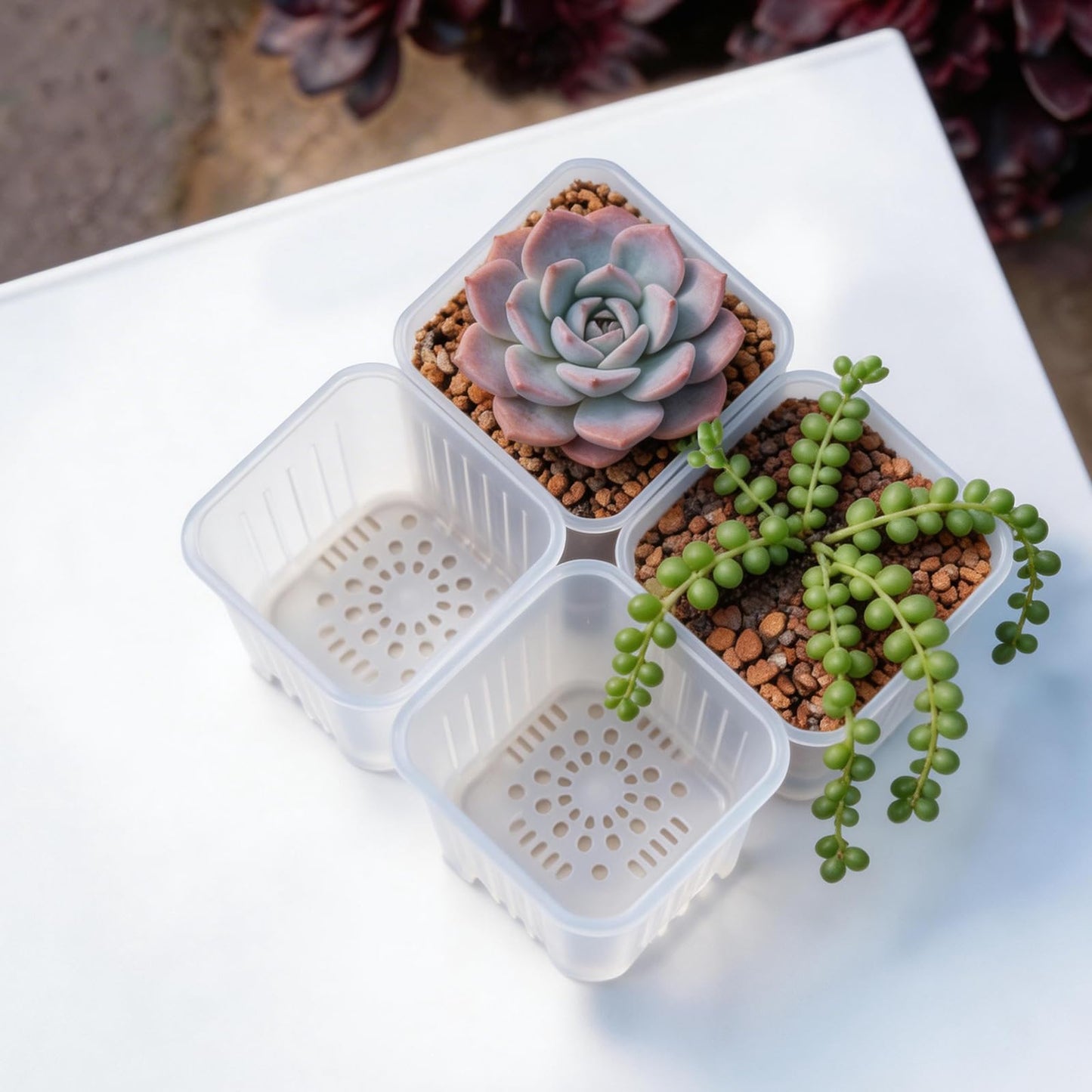 HaoGludi 50 Pack 2'' Square Nursery Pots, Tiny Clear Seedling Planters with Drainage Holes, Plastic Mini Deep Transplant Pot for Herb, Succulent, Germination, Seed Starting, Cuttings