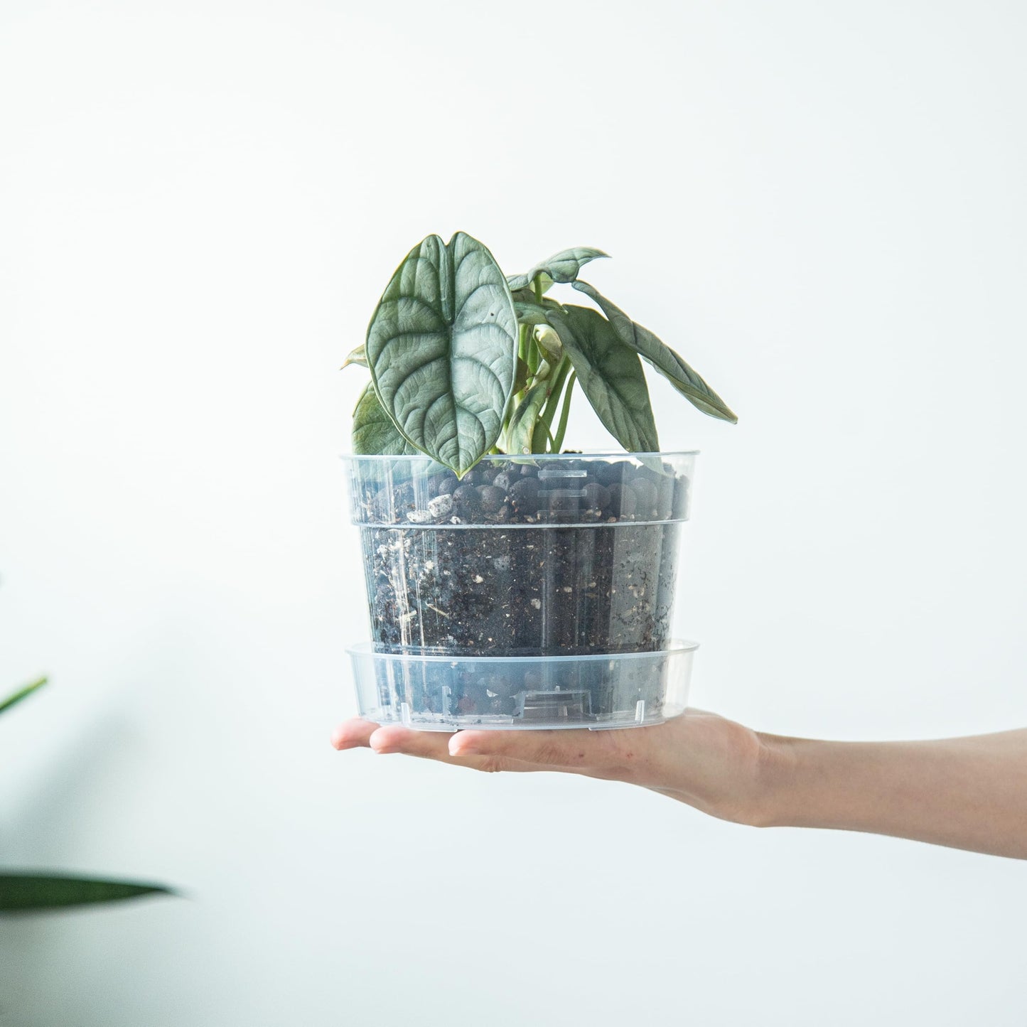 6 Inch Clear Plastic Plant Pot with Drainage Holes, Interlocking & Detachable Tray - Deep Saucer - Durable BPA-Free Plastic, Transparent Design, Raised Base for Airflow, Set of 6, 92-X-A-4