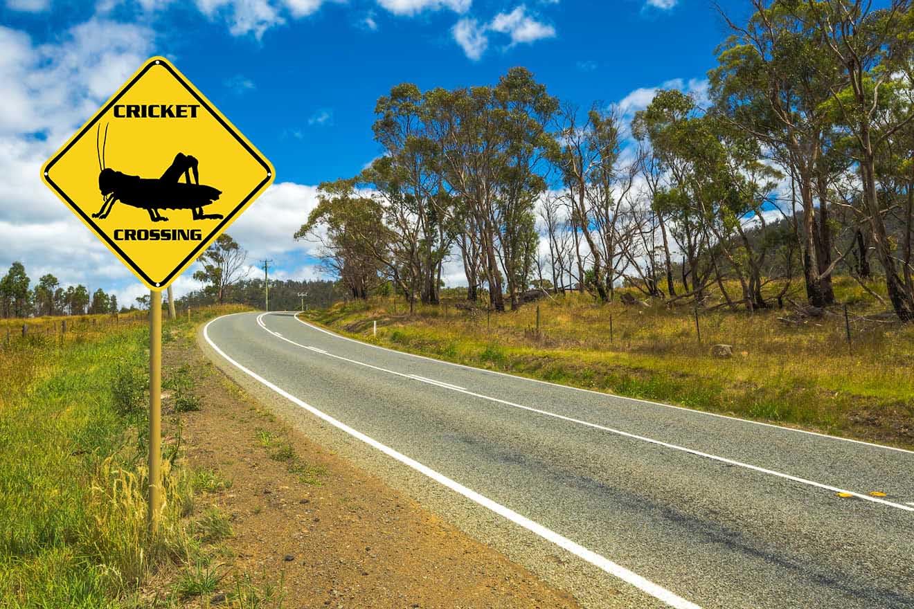 ZMEIZ Cricket Crossing Sign Warning Sign Cricket Animal Caution Yellow Wall Art Decorative Decor For Fence Home Farmhouse Yard Road Quality Metal Sign 12x12 Inches