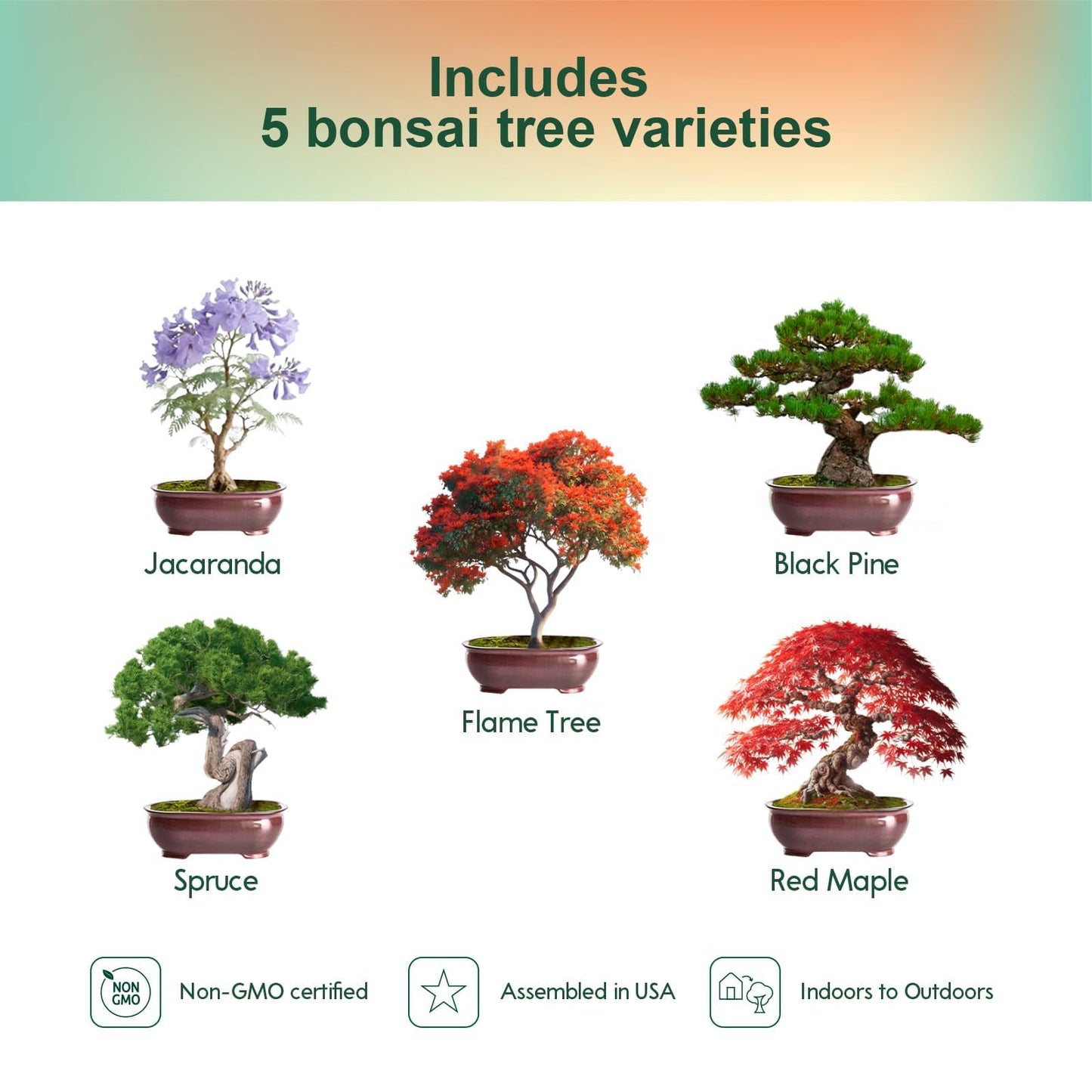 5 Pack Bonsai Tree Kit with Complete Tools, 5X Unique Seeds Bonzai Tree Live Kits, Complete Indoor Bonsai Starter Kit with Wooden Box, Perfect Christmas Garden Gift for Mom, Men, Women, Plant Lover