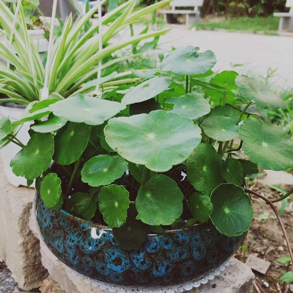 Lotus Bowl Planter for Indoor Water Planting - Hydroponic Container with Lotus Flower Design, Perfect for Growing Lotus Seeds in Water, Decorative Aquatic Plant Bowl for Home, Patio, Zen Garden Decor
