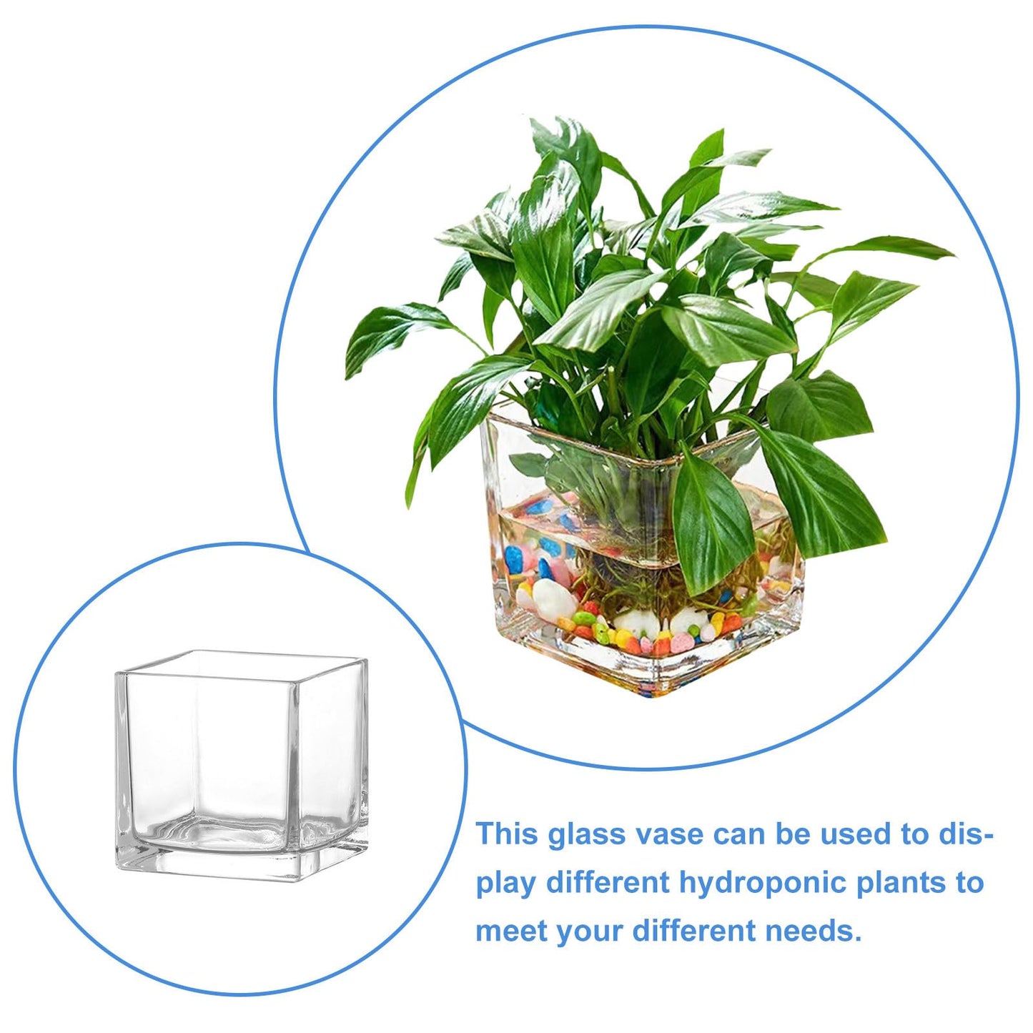 INOOMP Square Glass Hydroponic Vase 10x10cm Thick Cube Flower Vase for Home Desk Decor, Glass Plant Terrarium Bottle for Modern Indoor Gardening