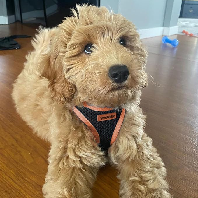 Best Pet Supplies Voyager Step-in Air All Weather Mesh Harness and Reflective Dog 5ft Leash Combo with Neoprene Handle, for Small, Medium and Large Breed Puppies - Set (Black/Orange Trim), X-Small