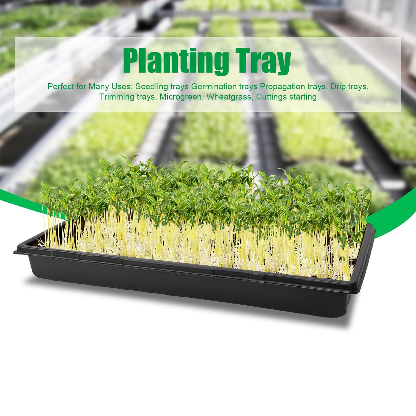 RooTrimmer 10 Pack 1020 Trays, Extra Thick Heavy Duty Seed Starting Trays - No Holes, No Leak, Reusable Propagation Flats for Microgreens, Seedlings, Plant Germination, Fodder and Transplant