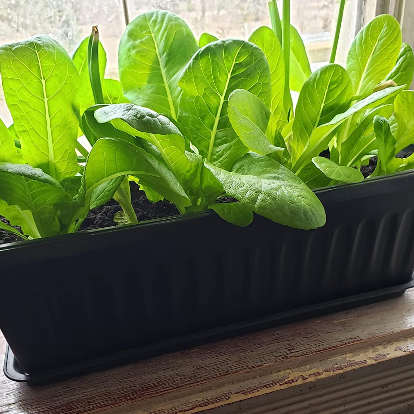 JOIKIT 17 Inches Black Plastic Planter Box, 6 Packs, Good Drainage, Indoor Outdoor Usage, for Garden, Windowsill, Patio, Balcony