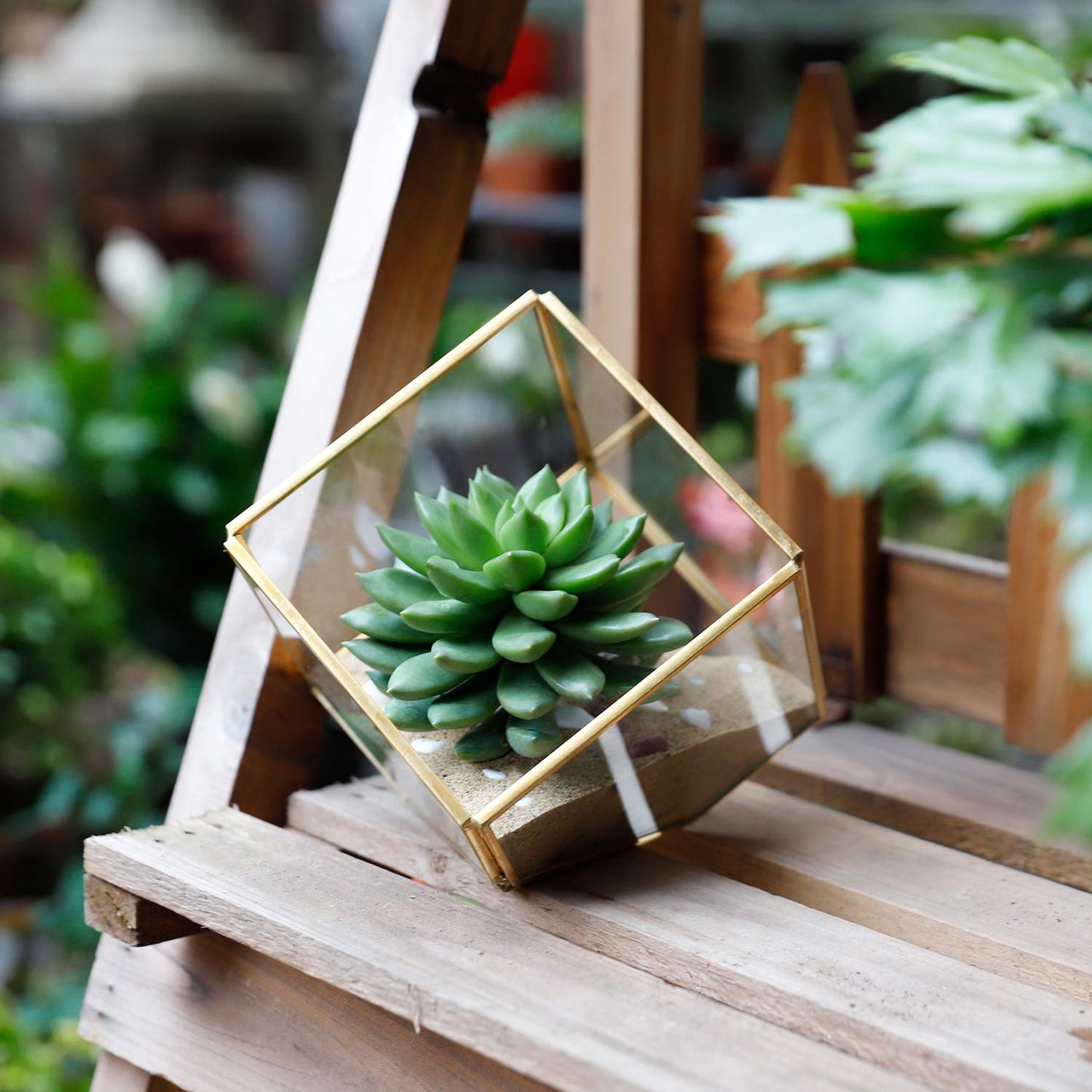 ELEGANTLIFE Glass Geometric Plant Terrarium,Succulent & Air Planter for Home Garden Office Decoration(Gold Cubic Set of 2)