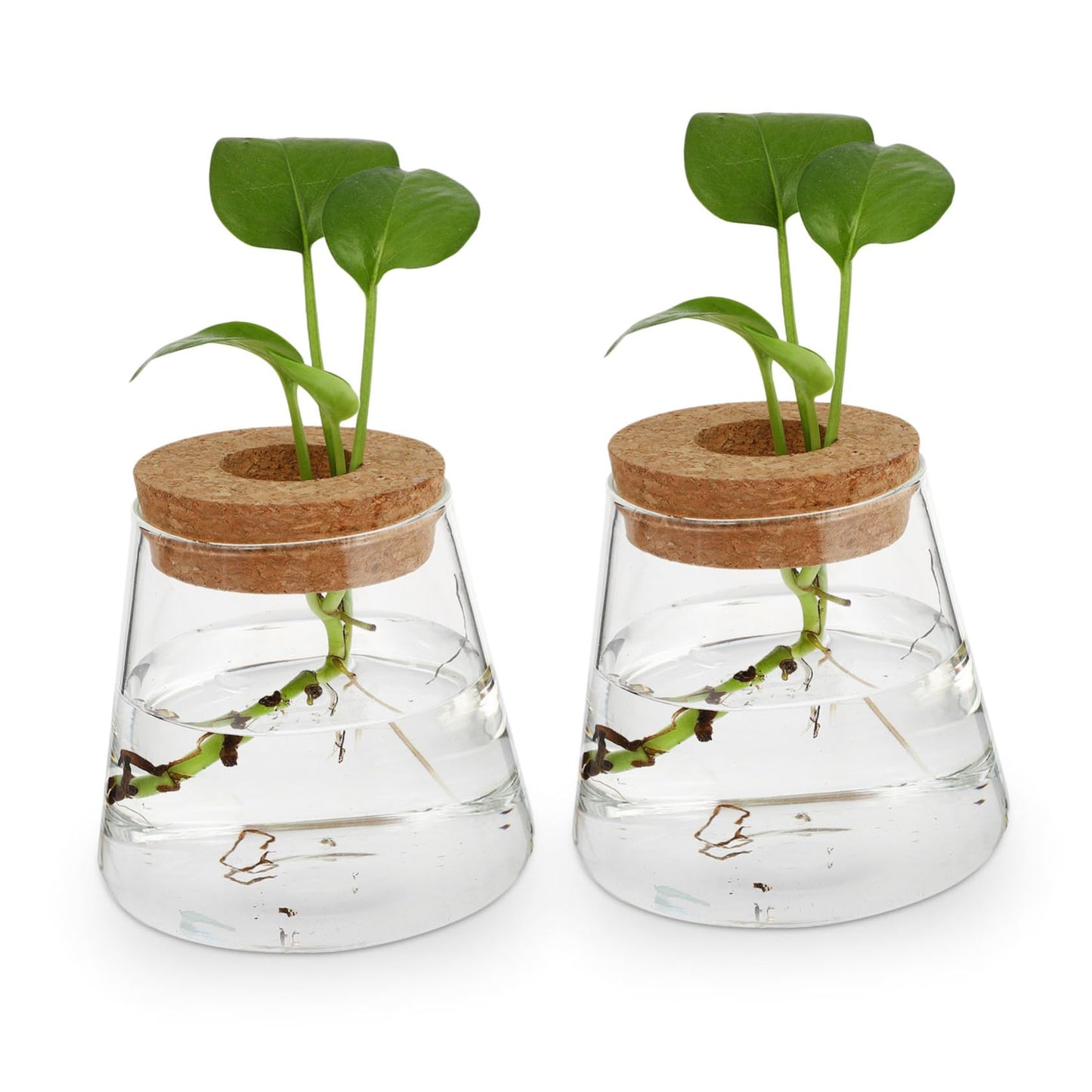 JUMPLAWN 2pcs Hydroponics Glass Planter Stylish Desktop Terrarium for Chic Water-Planting Vase for Indoor Gardening for Plant
