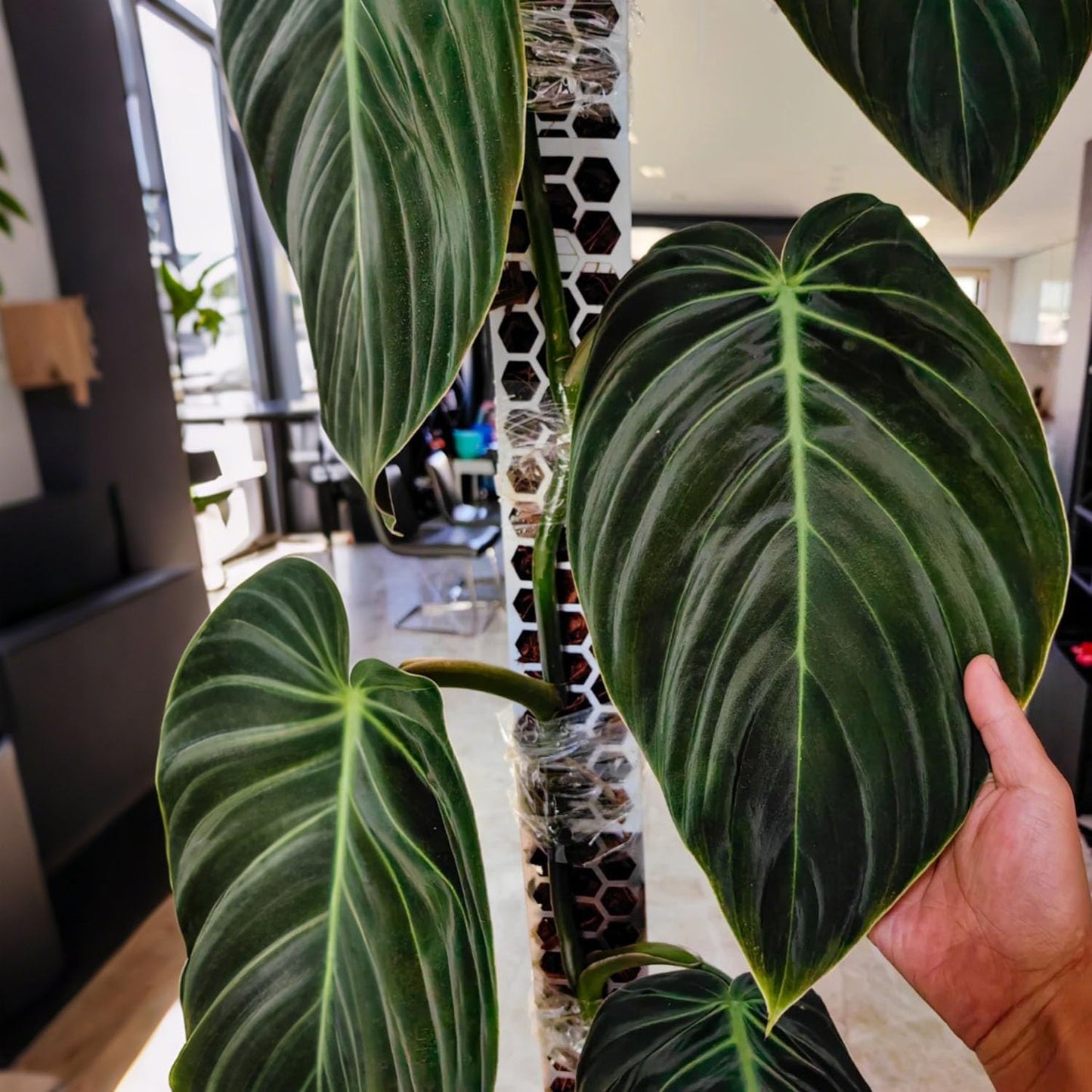 6 Pack Plastic Moss Pole for Monstera and Climbing Plants -Stackable Plant Support Stakes for Indoor Plants, Sphagnum Moss Compatible Poles for Aroid, Pothos, Philodendron