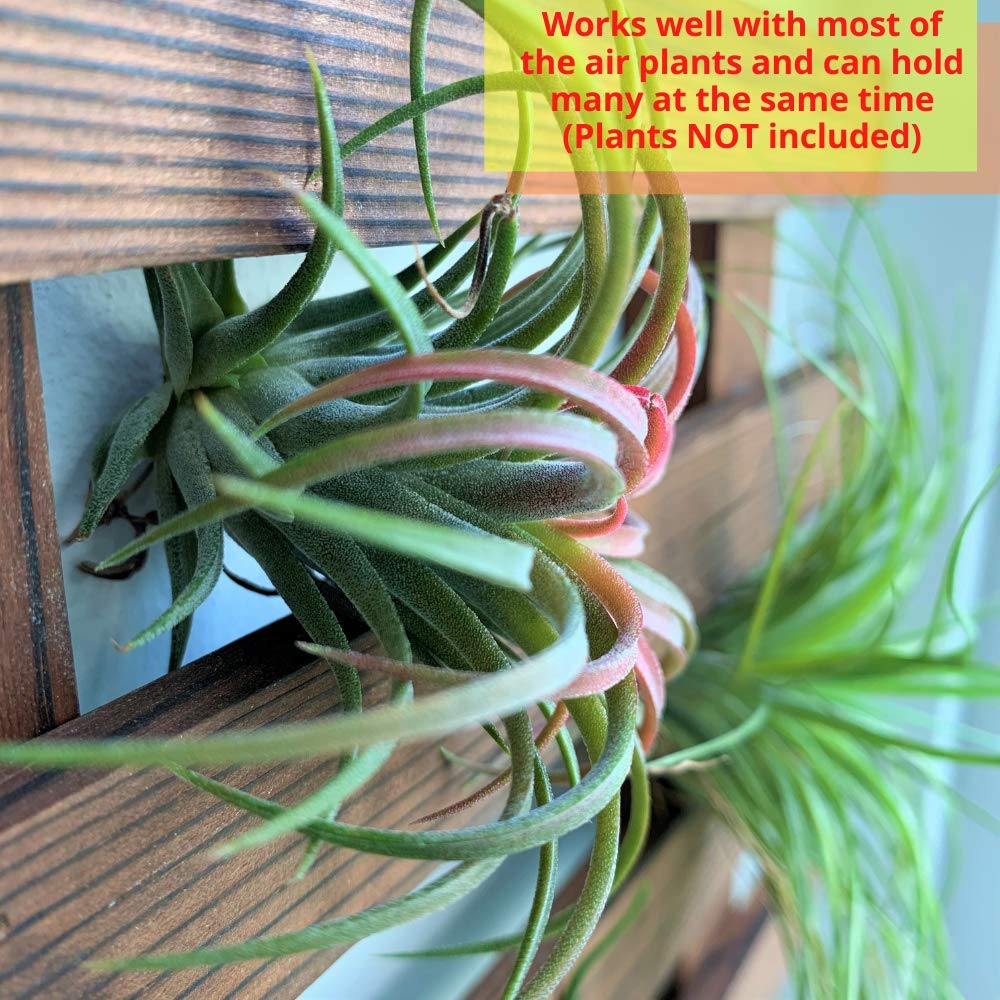 LalaGreen Bundle - 4 Inch, 10 Pack Self Watering White Plastic Pot + 2 Pack Wooden Plant Holder Wooden Hanging Planter, Plant Stand, Air Plant Succulent Holder, Outdoor Vertical Garden