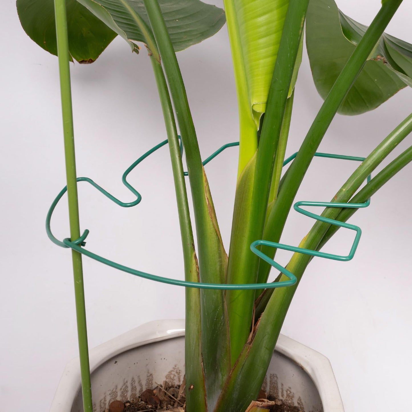 Yohsnor 5PCS Monstera Plant Support Stem 9 x 7.6 in- Durable Stabilizer Set for Indoor Climbing Plants, Holders for Enhancing Growth, Ideal Gift for Plant Lovers, Fishbone Cactus Stake Garden Tool