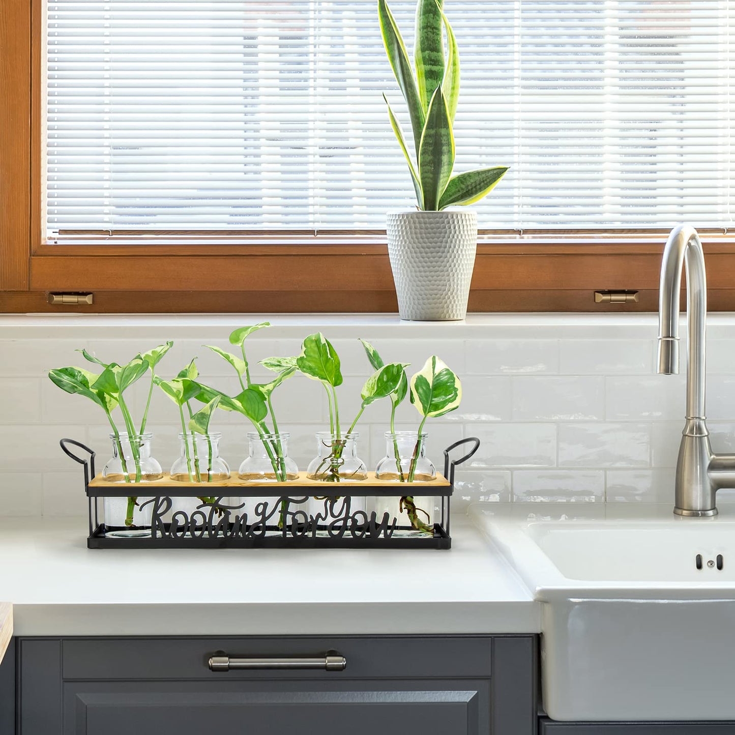 THYGIFTREE Plant Propagation Stations, for Plant Lovers Rooting for You Propagate Jars for Hydroponic Cuttings Propagating Vase