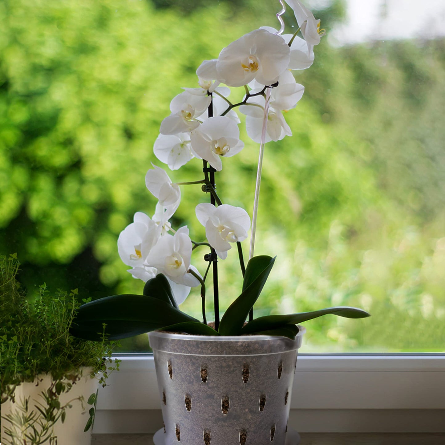 lanccona Orchid Pot, 7 Inch 8 Pack Orchid Pots with Holes and Saucers, Clear Plastic Plant Pot Indoor