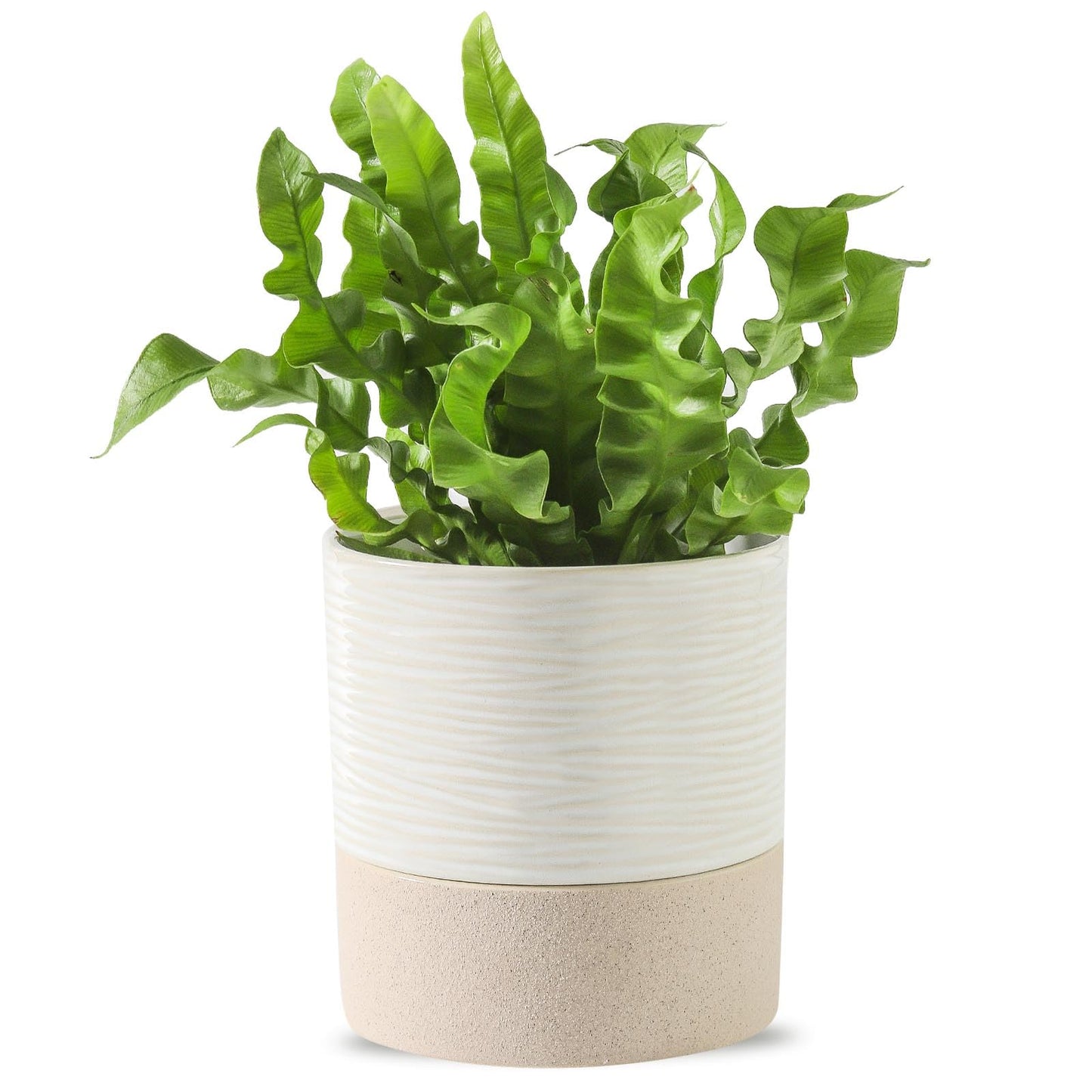 Nihow Self Watering Plant Pot: 4.5 Inch Ceramic Planter with Drainage Hole & Water Storage Plus for Indoor & Outdoor Plants - Cylinder Flower Pot for Herbs/Violets - White & Brown