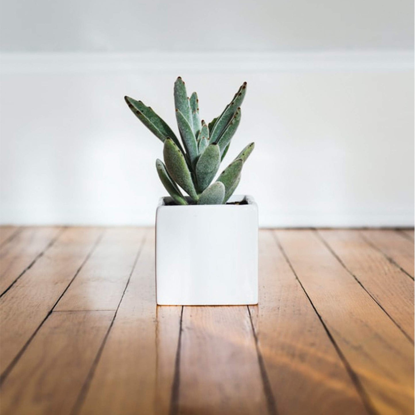 WGVI WGV Ceramic Cube Vase Width 4" Height 4" (Fits 3" Pot) Elegant Modern Block Square Floral Planter Terrarium Container Table Dresser for Event Accent Home Office Decor White 1 Piece (Pack of 4)