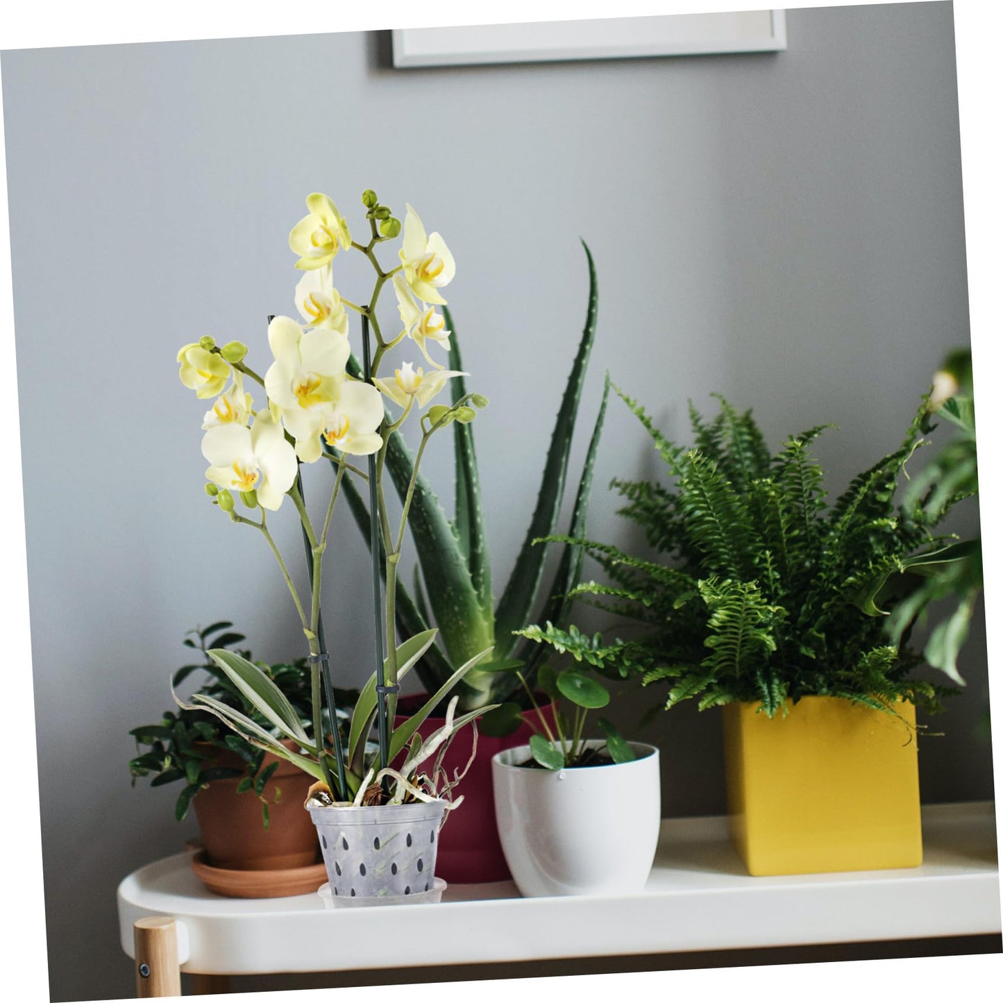 GANAZONO Plant Pots Indoor Orchid Pot Orchid 5 Sets s with Holes and Saucers, Clear Plastic Plant Indoor 6 Inch 6 Inch