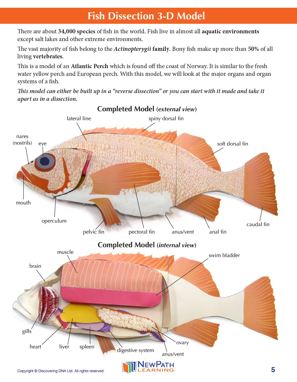 NewPath Atlantic Perch Fish Dissection 3-D Paper Model Making Kit - Individual Student Edition (17-7747)