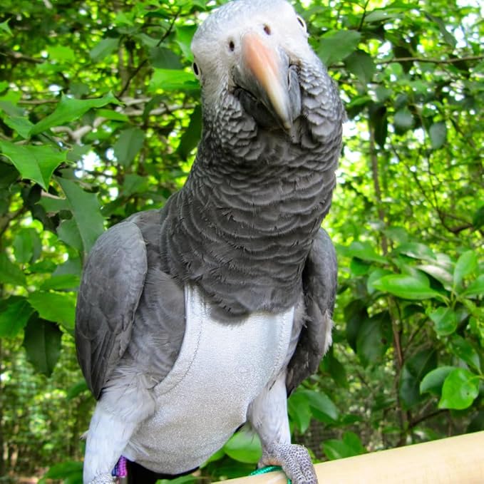 Avian Fashions FeatherWear FlightSuit Colossal(15) Bird Diaper in Grey