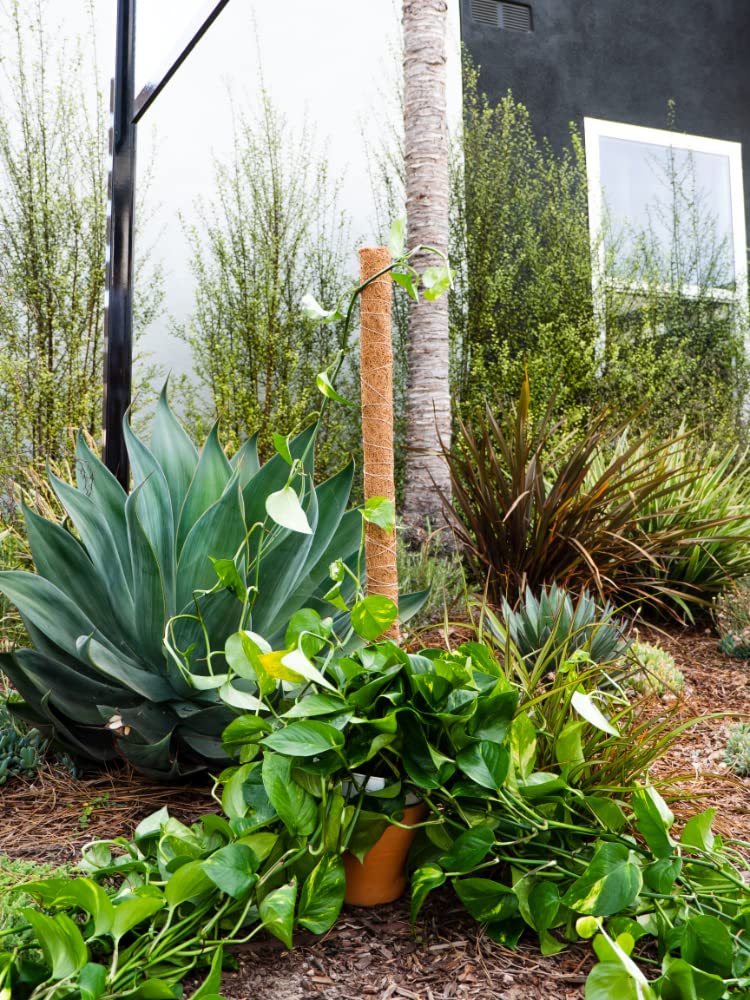 Envelor Coco Moss Poles Plant Support Stakes Coco Plant Stake Pothos Coir Totem Pole Monstera Moss Pole Climbing Plant Support Potted Plant Upward Growth Vine Stackable Coco Sticks, 36 inches, 4 Pack
