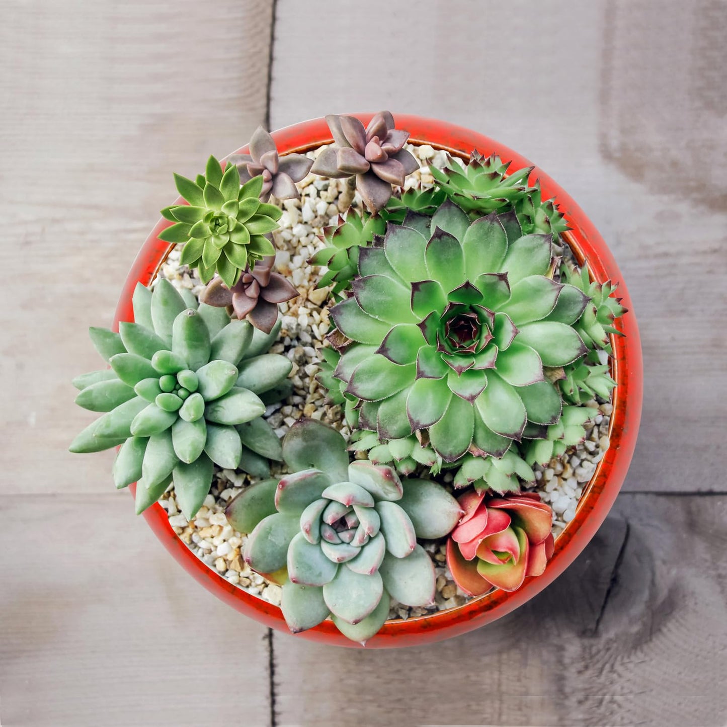 LIDSCURA 7.4 inch Ceramic Bonsai Pots with Trays Shallow Planters, Succulent Planters with Drainage Hole, Round Large Shallow Pots, Bonsai Pots Garden Decorative Cactus Stand Flower Container (Red)