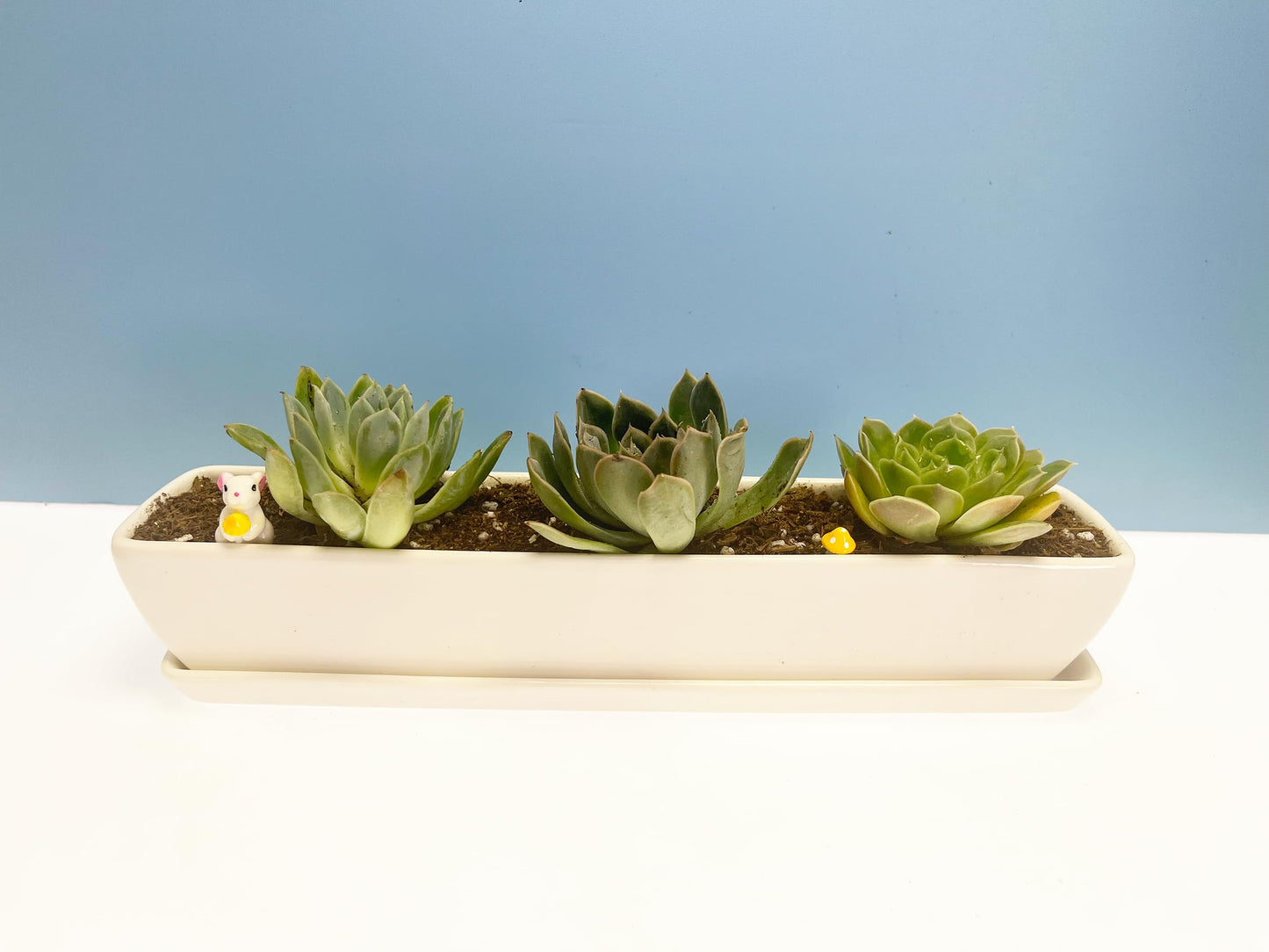 Kipokalor White Ceramic Succulent Planter Pot,one Set of 10.9x2.36x1.65inch Long Rectangular Modern Minimalist with Ceramic Saucer for Office,Desk,Window. (1)