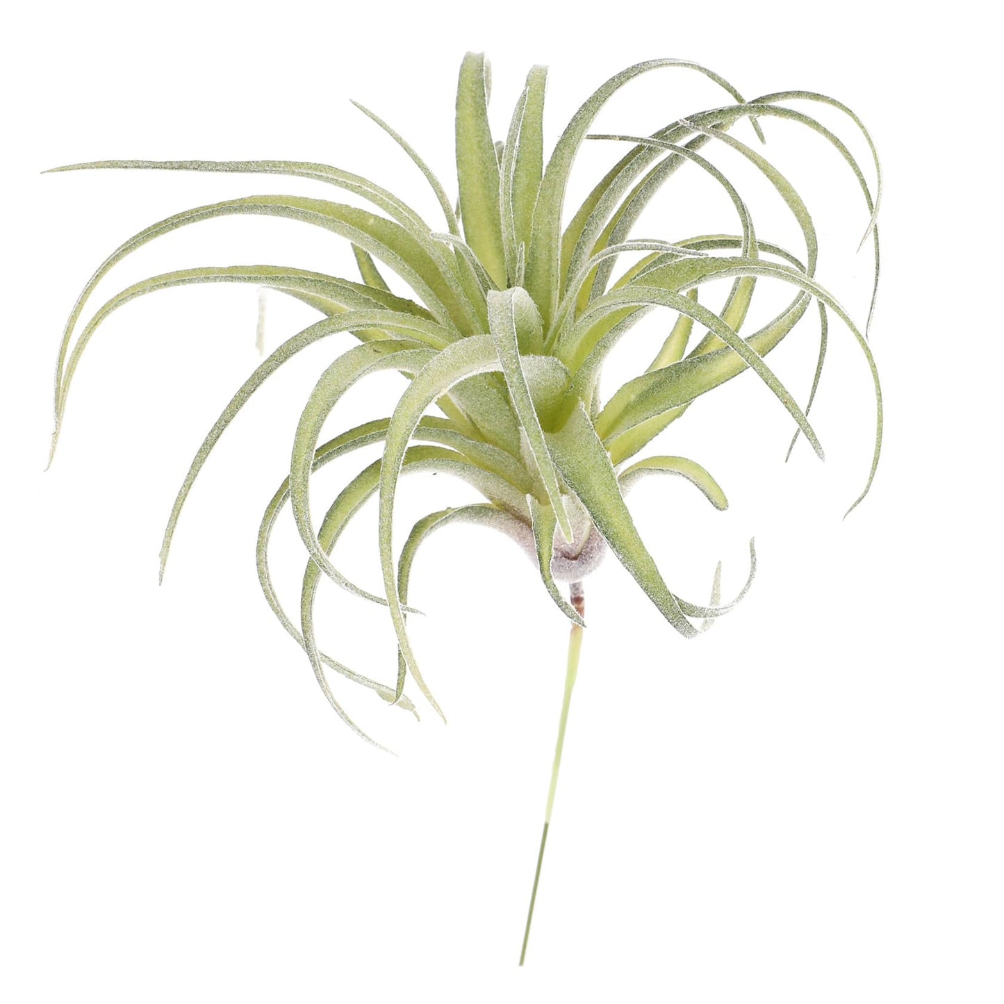 DECHOUS 1pc Artificial Air Plants Artificial Terrarium Plants Large Air Faux Flocked Tillandsia Photo Props Plant Glass Container Hanging Decor Pineapple Household
