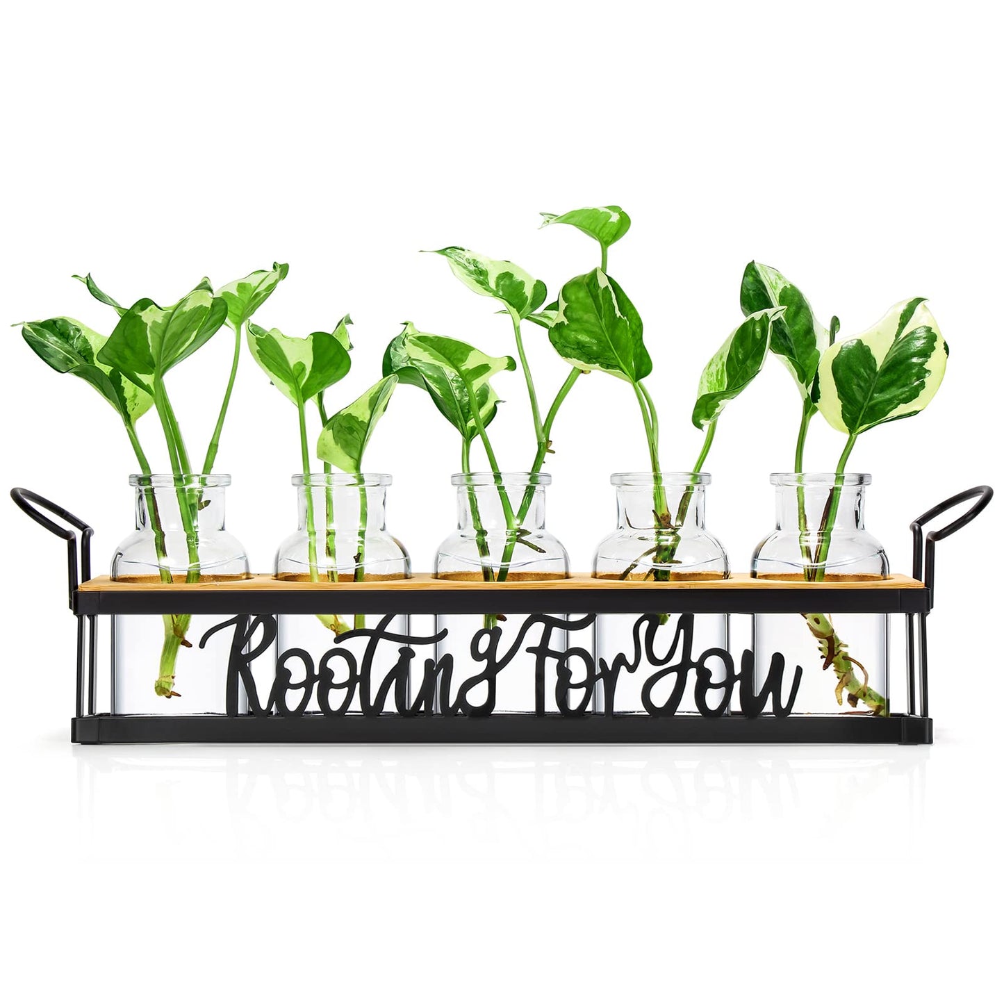 THYGIFTREE Plant Propagation Stations, for Plant Lovers Rooting for You Propagate Jars for Hydroponic Cuttings Propagating Vase