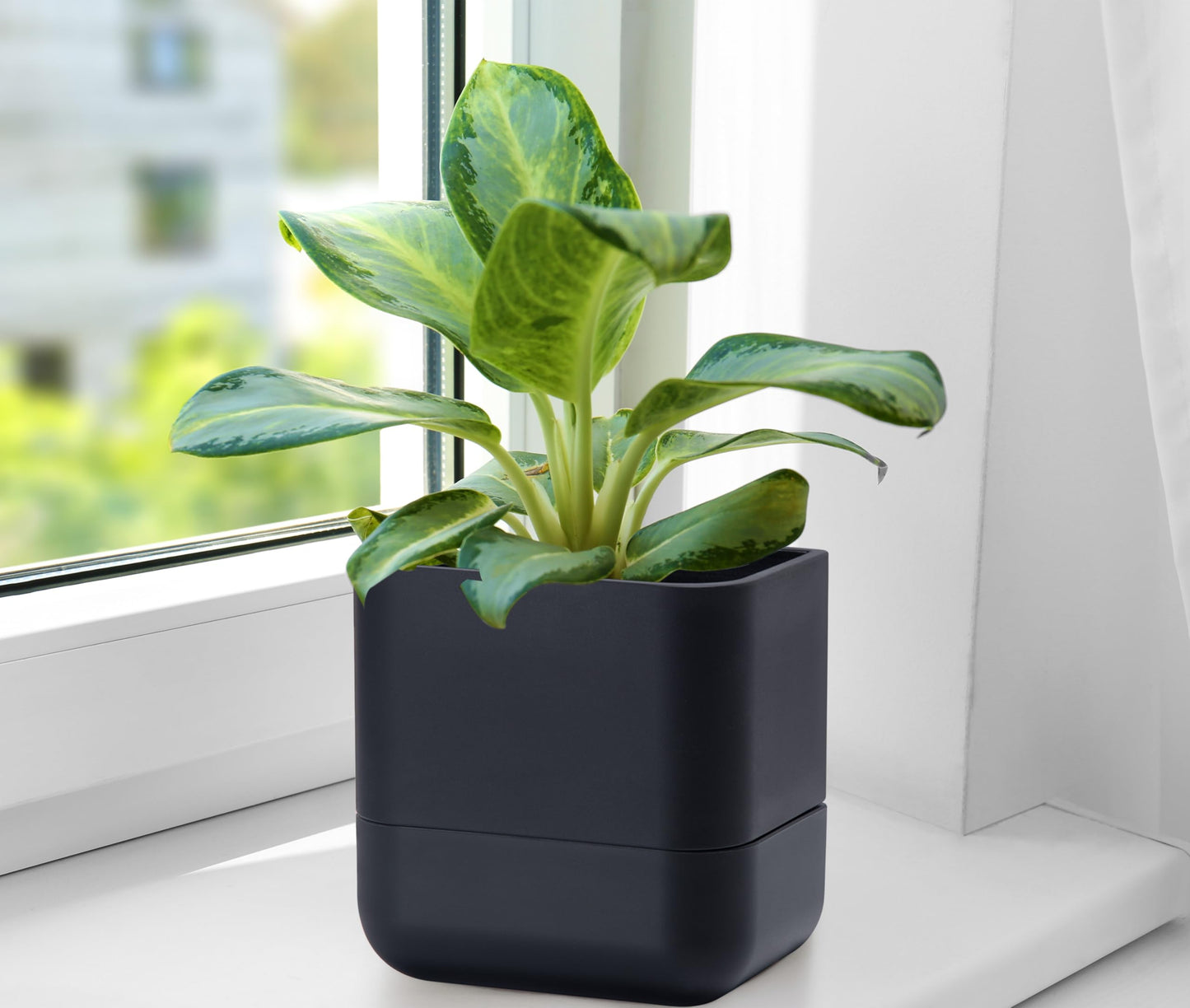 Phoenix Vine 6.5 Inch Wall Mounted Self-Watering Planter Pot for Indoor Houseplants and Herbs | Hanging Planter for Window Sills, Bathroom Walls, Home & Office Décor, Black, Set of 3, 01-C-E-3