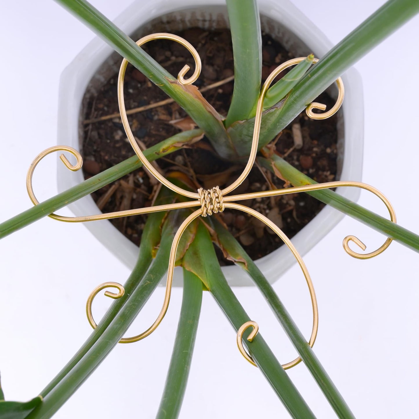 Yohsnor Monstera Plant Stem Support Set of 5 - Durable 7.5in Indoor Stabilizers for Fishbone Cactus - Enhances Growth & Home Decor - Ideal Plant Care Solution
