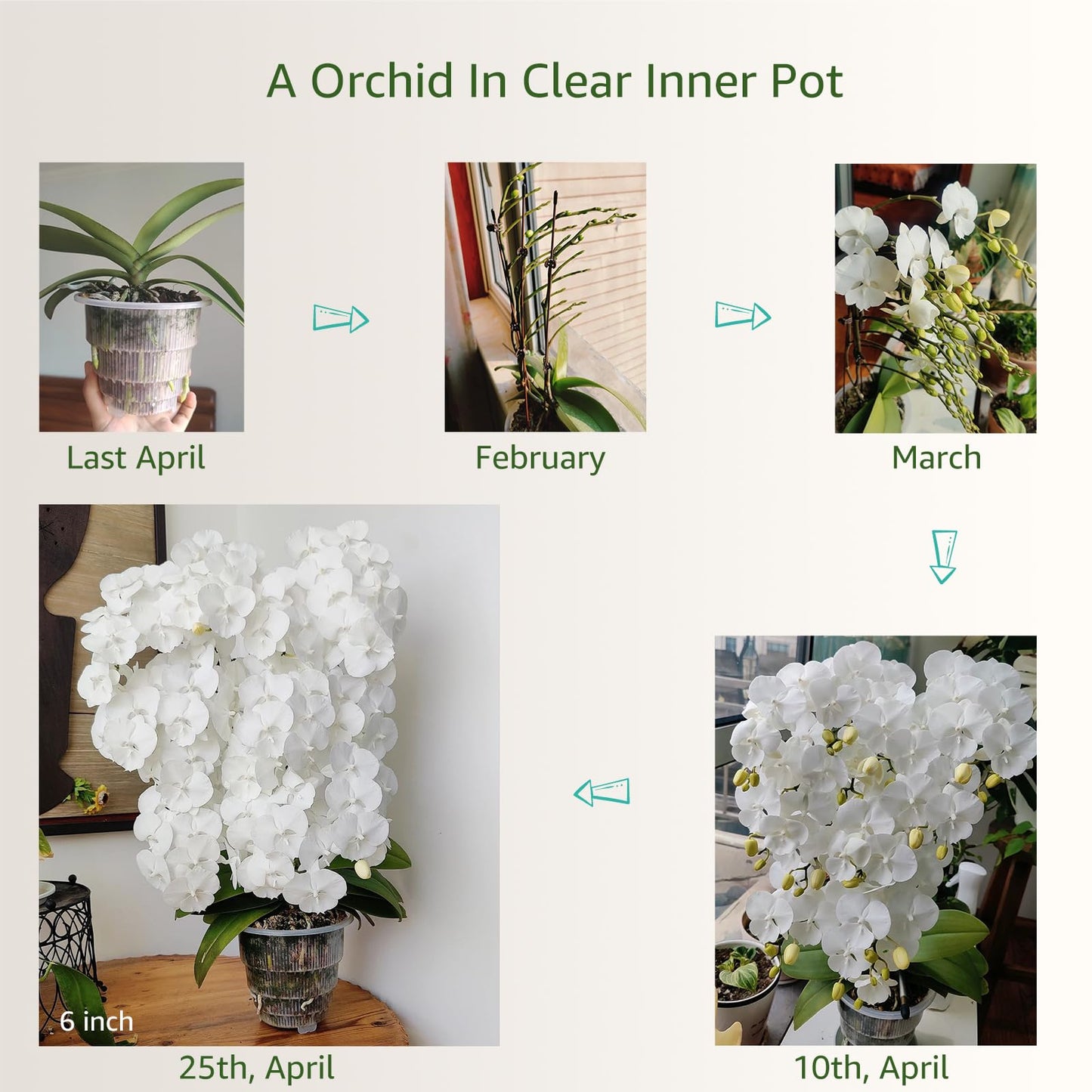 Meshpot 6 inch Orchid Pots with Holes for Repotting with Excellent Airflow, Set of 1, Double Layer Plastic Imitate Ceramic Orchid Planter, Clear Orchid Pot Match Decorative Orchid Container