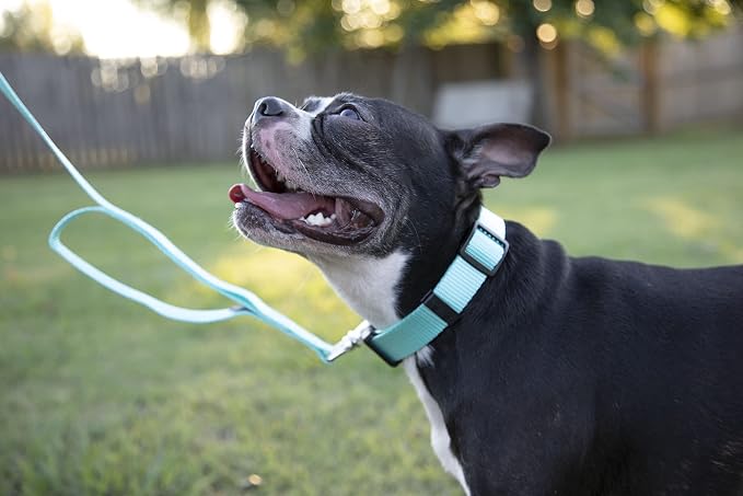 Country Brook Petz - Everyday Nylon Dog Collar and Leash - 10+ Cool Colors (3/4 Inch, Small, Light Cyan)