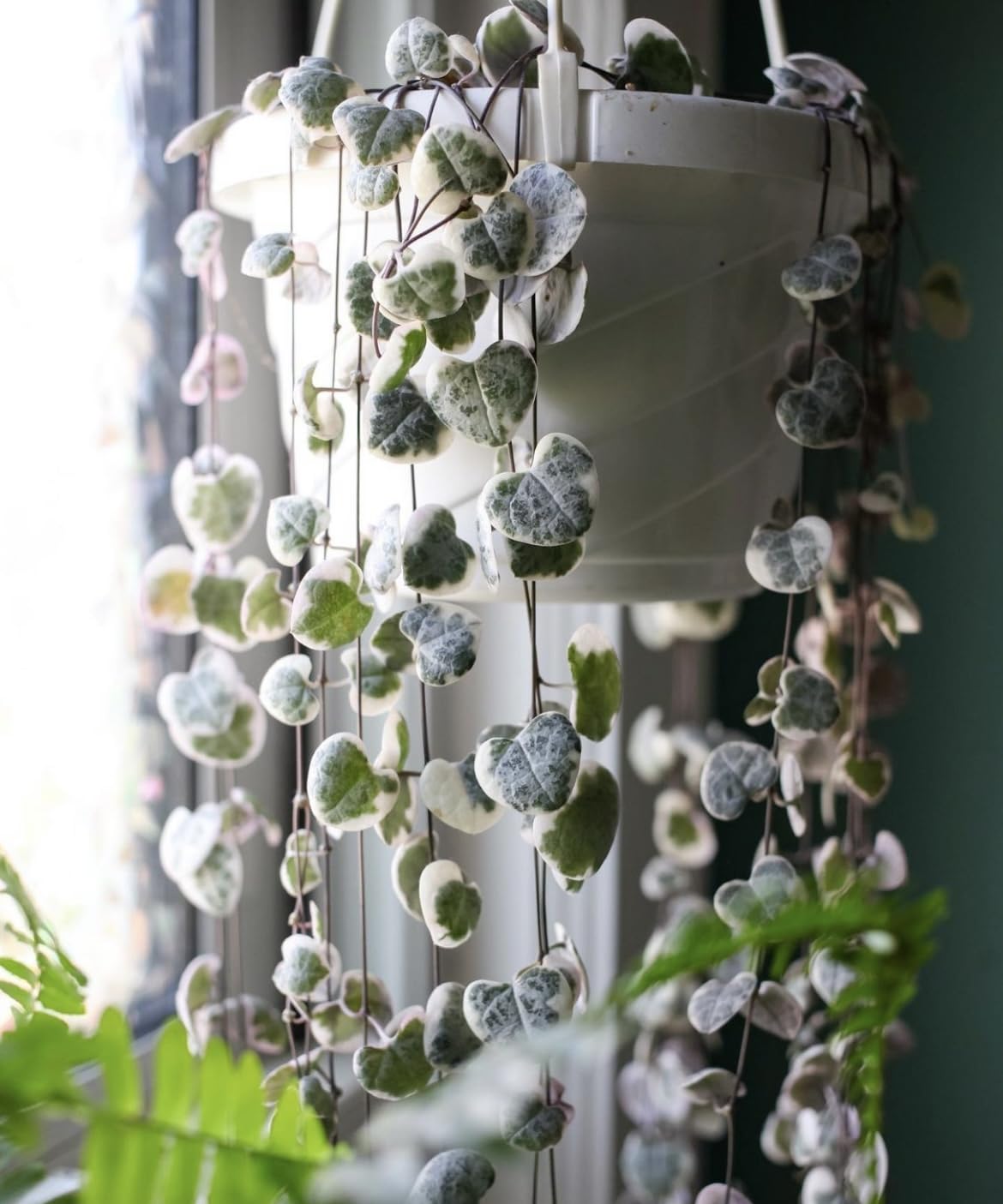 The HC Companies 12 Inch Euro Hanging Planters, Lightweight UV-Resistant Plastic Hanging Planters for Indoor & Outdoor Plants, 2-Pack Hanging Flower Pots for Garden, Patio & Home Decor, Clay