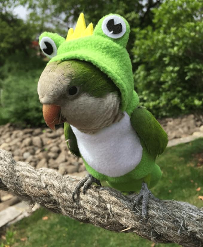 Bird Diaper Flight Suit Frog Shape Hoodie Clothes Cosplay Photo Prop for Parrots Parakeet Cockatiel Sun Conure, Small Animals Apparel (Green With Diaper, Medium)