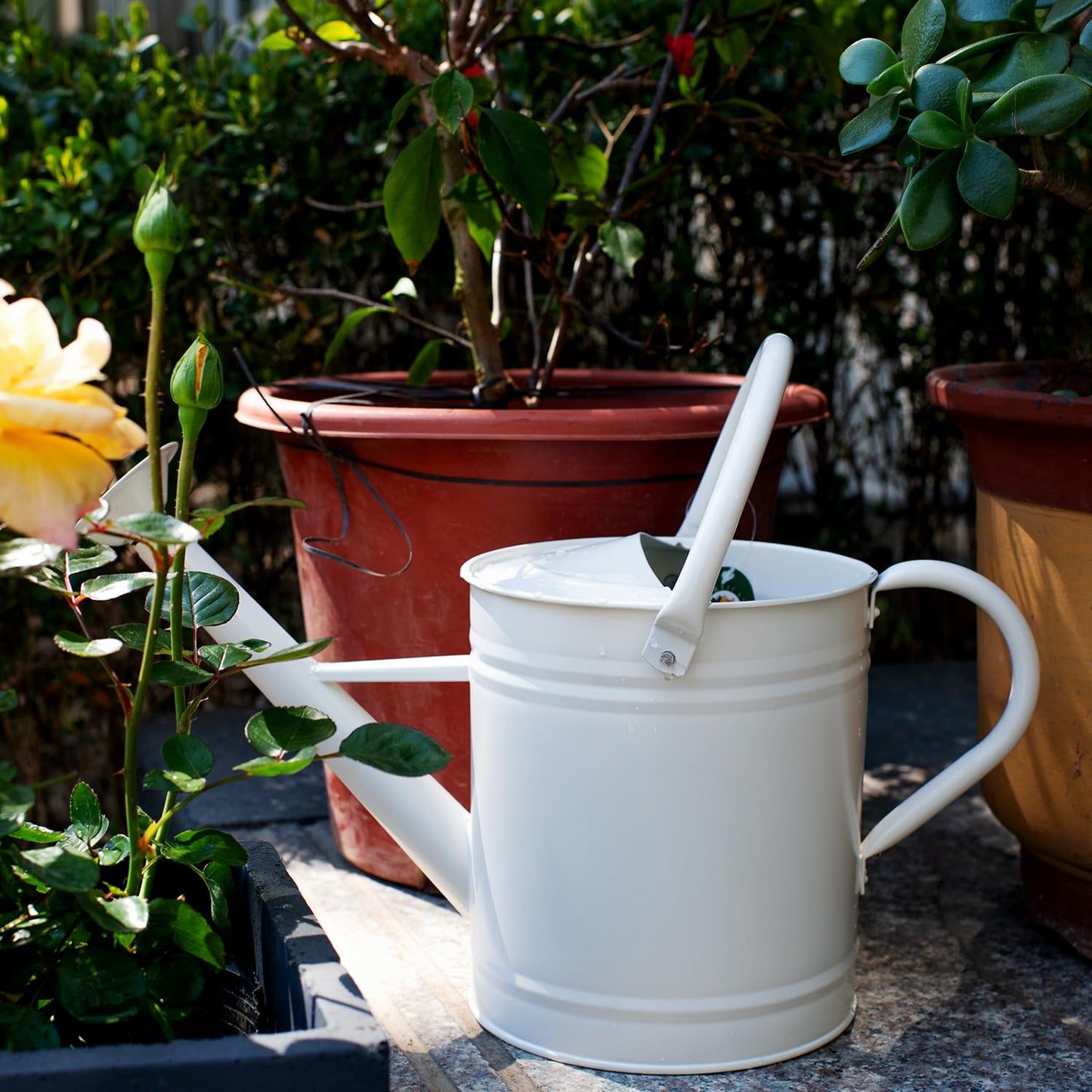 HORTICAN 1 Gallon Watering Can, Matte Cream, Metal Watering Can with Removable Spout, Galvanized Water can, Perfect Plant Water Can for Outddor and Indoor Use