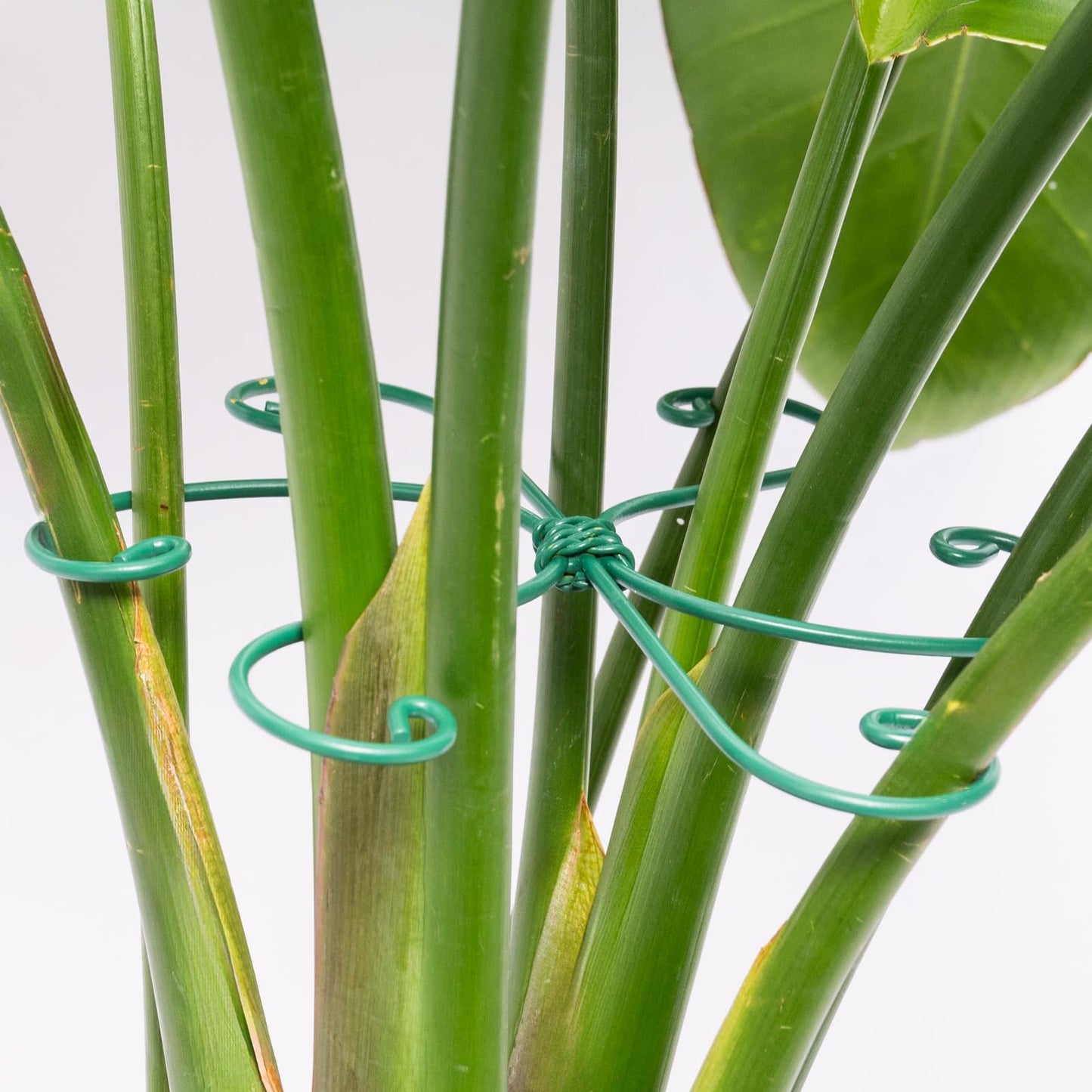 Yohsnor Monstera Plant Stem Support - 5 Pack 6.5"x6.5" Green Metal Stem Stabilizers, Adjustable Ring Clamps for Indoor Plants, Fishbone Cactus, Turtle Shell Bamboo & Climbing Vines